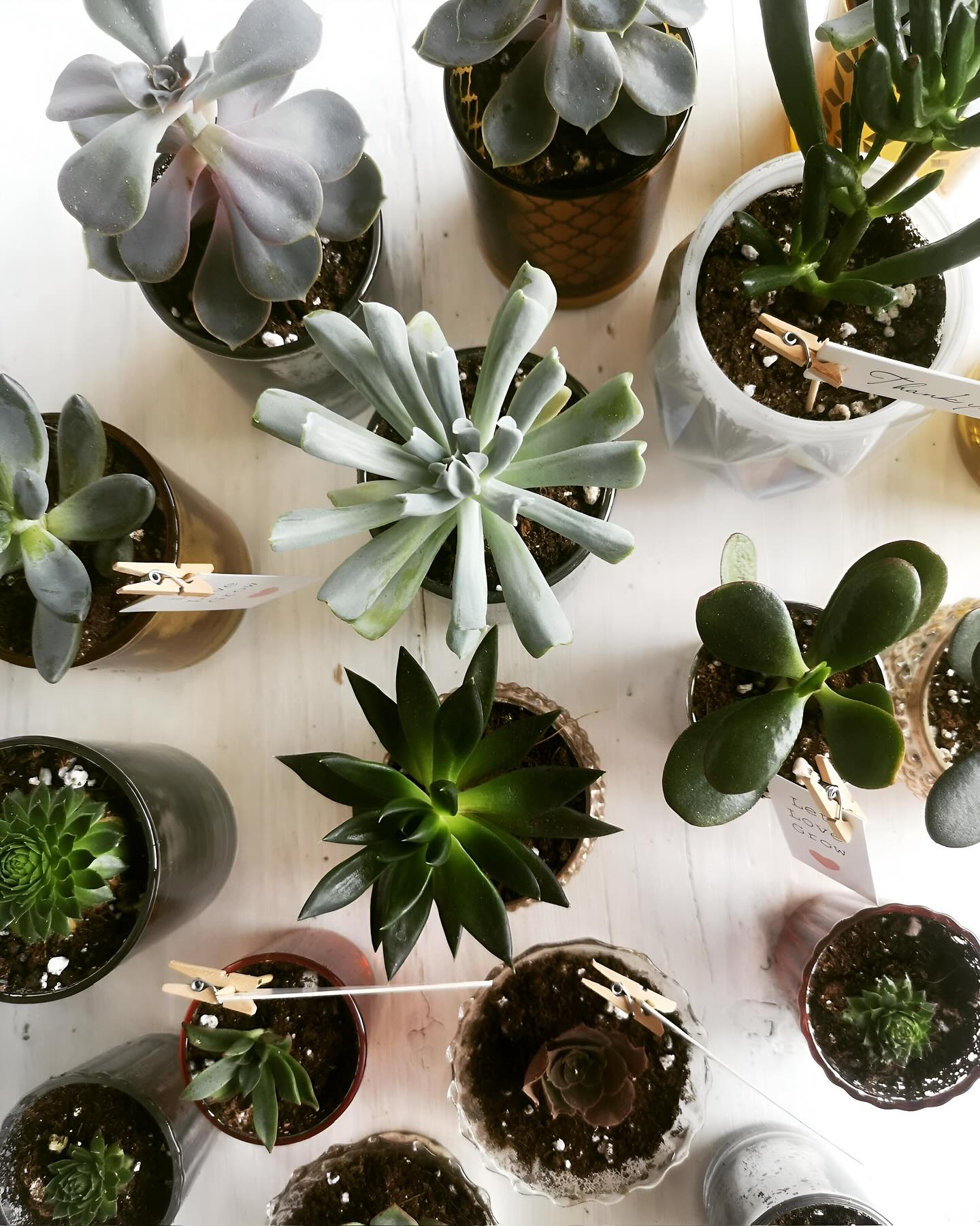 Eco-friendly and stylish, our mini succulent are the perfect sustainable favor for any event. Help your guests go green with a gift that lasts. 🌱💞
#CanadaBusiness
#CanadianEntrepreneurs
#CanadianSmallBusiness
#MadeInCanada
#CanadianWeddings
#CanadianEvents
#CanadaShopping
#CanadaLove
#TorontoEvents
#VancouverEvents
#MontrealEvents
#CalgaryEvents
#OttawaEvents
#EdmontonEvents
#TorontoWeddings
#VancouverWeddings
#MontrealWeddings
#CalgaryWeddings
#OttawaWeddings
#EdmontonWeddings
#CanadianSucculents
#SucculentsCanada
#CanadianFlorist
#SucculentGiftsCanada
#SucculentLoversCanada
#CanadianFavors
#SucculentBusinessCanada
#CanadianGreenery
#SucculentLoveCanada
#CanadaFavors