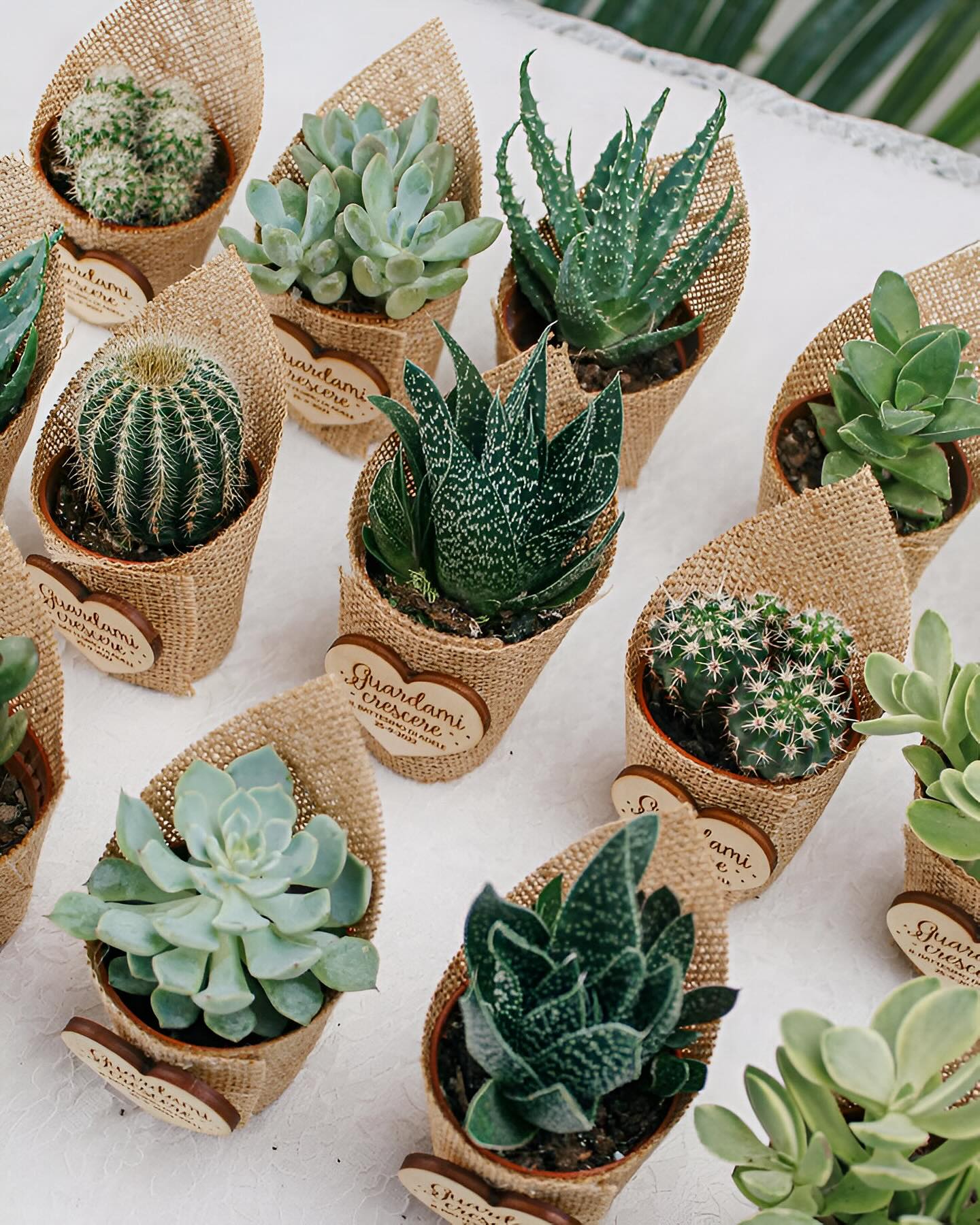 Transform your celebration with our charming succulent and mini cactus favors! They symbolize growth, love, and lasting memories. 🌵💚
Pic from Pinterest!
#WeddingFavours
#WeddingGifts
#WeddingIdeas
#WeddingPlanning
#BridalShowerFavors
#WeddingDecor
#EventFavors
#WeddingInspiration
#WeddingDetails
#WeddingTrends
#WeddingReception
#WeddingPlanningTips
#WeddingStyle
#BridalFavors
#WeddingEssentials
#CorporateEvents
#EventPlanning
#EventDecor
#CorporateGiftsIdeas
#EventInspiration
#EventDecorations
#CorporateEventPlanning
#CorporateGiftIdeas
#OfficeGifts
#CustomGifts
#EventGiftIdeas
#ReceptionFavors
#WeddingGiftIdeas
#SpecialEventFavors
#EventGifts