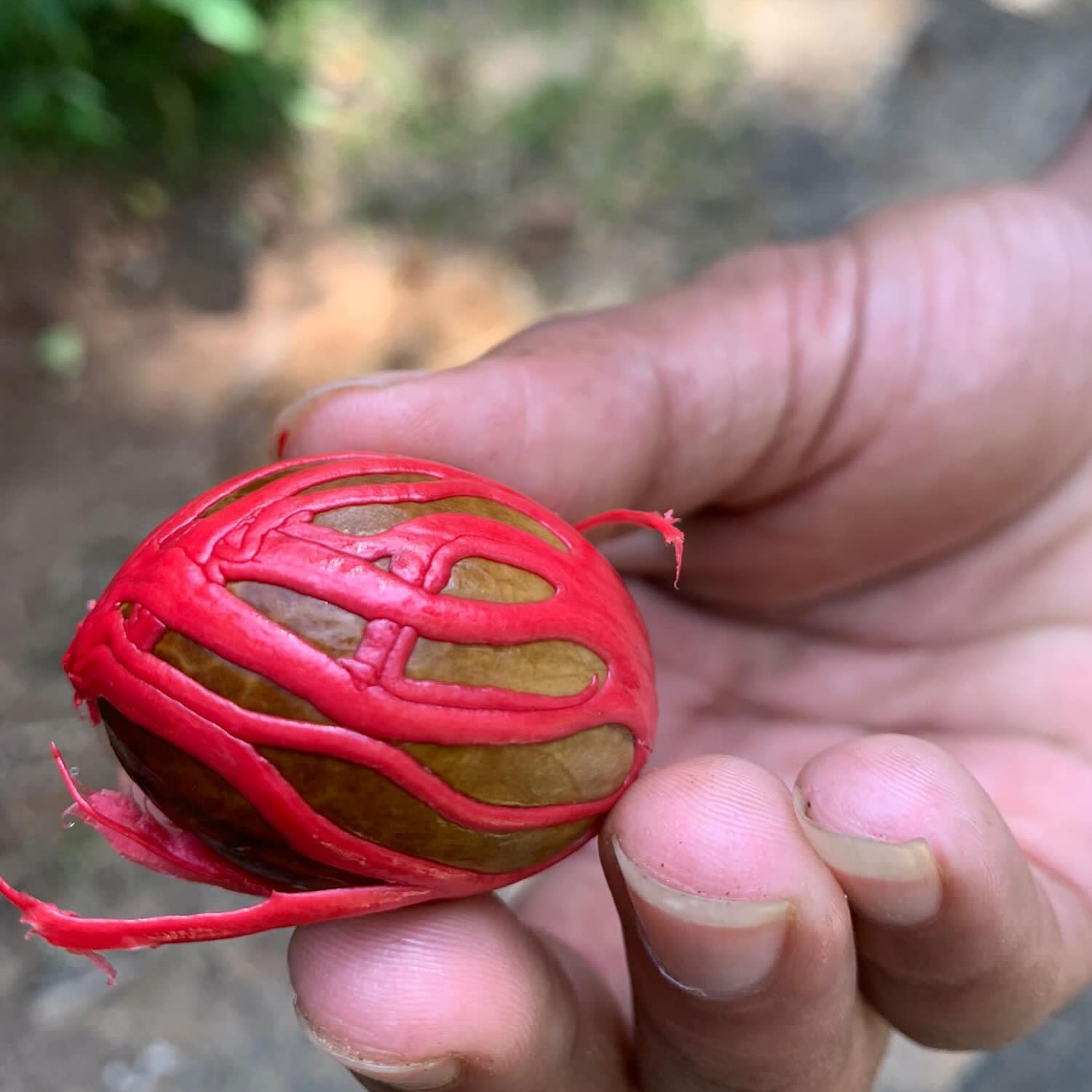 Nutmeg and mace.. a match made in heaven!
The fruit of the nutmeg is peach like in its appearance and when you bite into it tastes something like a lemon… not at all like it’s delicious and nutritious seed!
#nutmeg #winter #spice #nature #tasty #srilanka