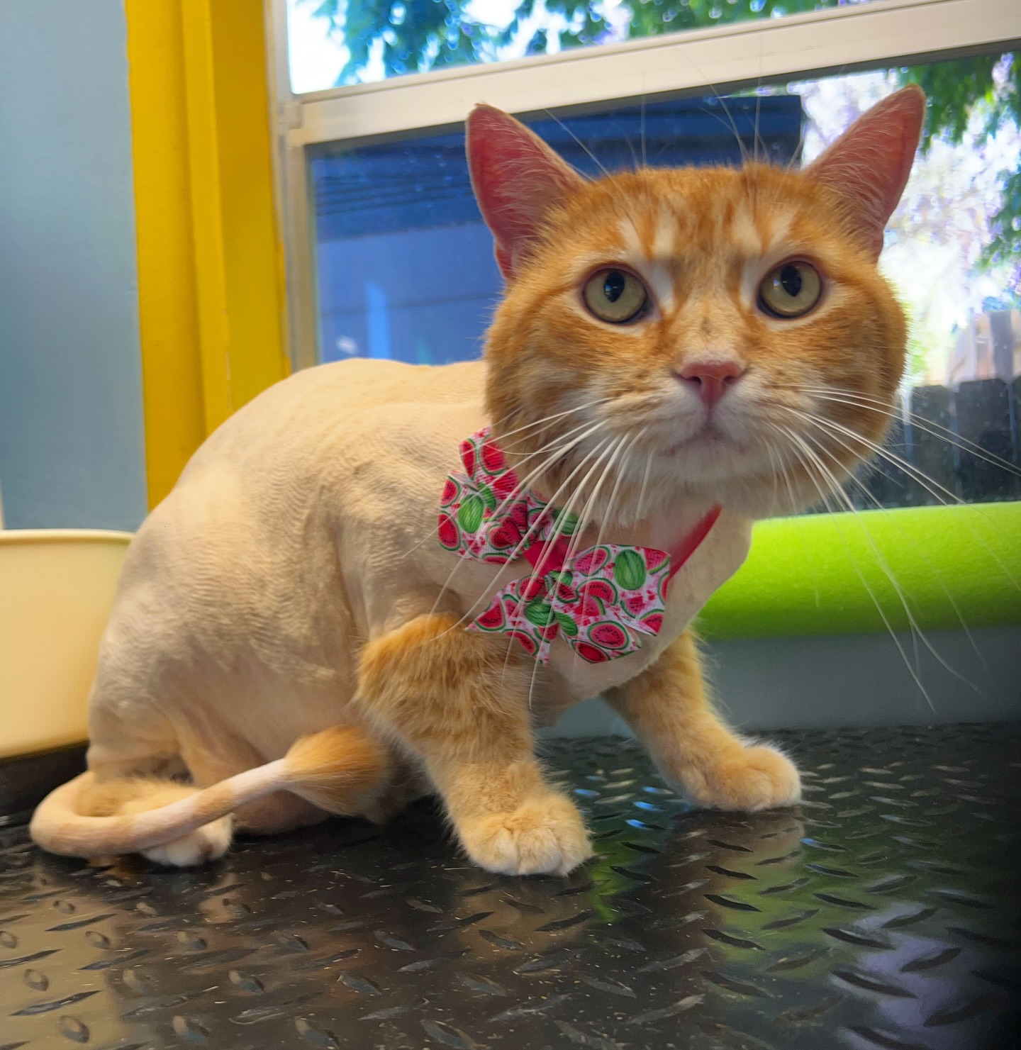 Pabu is ready for the summer heat ☀️
#lioncut #catgrooming #dsh