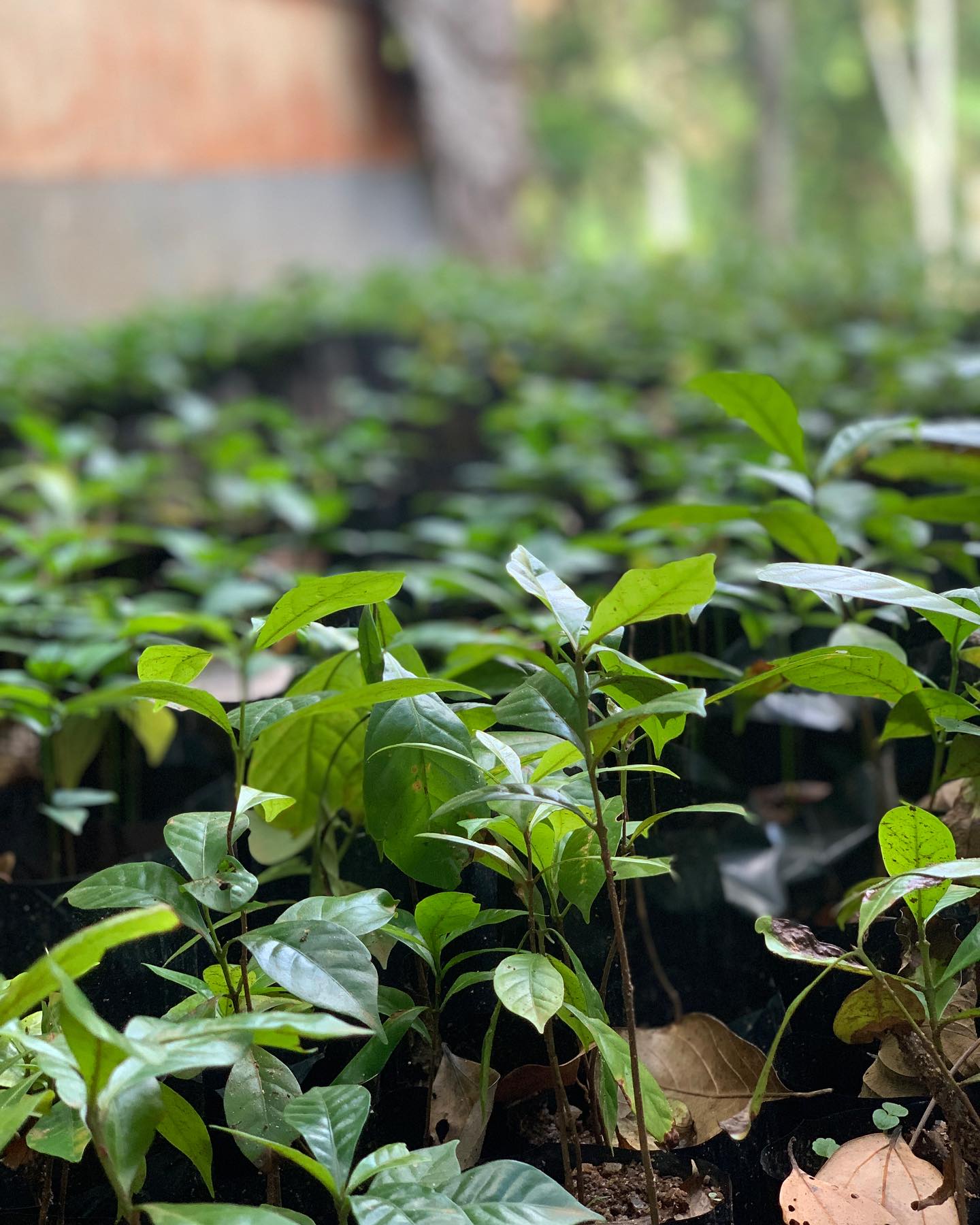 We have added a new #branch (no pun intended!) to our work! A few months back we started a plant nursery to increase the diversity of our own crops (to include fruits) and spread the benefits of growing your own #food with ease in every way to our communities!
