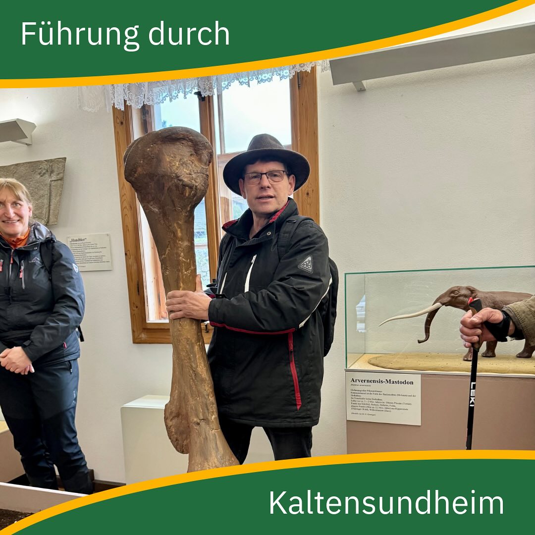 Letzten Freitag 📅 trafen sich die Naturboten 🍃 erneut. Dieses Mal führte uns unser Mitglied Andreas Nolda durch die Geschichte 📖 von Kaltensundheim in der Thüringischen Rhön 🏞️. Unser Weg führte uns entlang der noch teilweise erhaltenen Stadtmauer sowie an den historischen Viehtränken 🚰 vorbei, direkt zum Dorfmuseum in Kaltensundheim. Besonders beeindruckend waren die drei Nachbildungen von Mastodonknochen 🦴, die ursprünglich 1958 während des Baus einer Wasserleitung entdeckt wurden. Die originalen Knochen sind archiviert und der Öffentlichkeit nicht zugänglich, doch die Repliken können in Kaltensundheim bestaunt werden 🔍.
Anschließend stand das nächste Highlight der Tour auf dem Programm: die Kirchenburg von Kaltensundheim ⛪. Andreas versorgte uns nicht nur mit Einblicken in die Entstehung und historische Bedeutung der Wehrkirche, sondern beleuchtete auch deren Rolle in der jüngeren DDR-Vergangenheit sowie ihre aktuelle Bedeutung.
Zum Ausklang unseres Ausflugs kehrten wir in das Gasthaus „Zur Guten Quelle“ 🍽️ ein.
@biosphaerenreservat_rhoen
@rhoen_tourismus
#rhönerheimat #rhön #rhoen #rhoen_tourismus #rhoenistschön #biosphärenreservat #biosphärenreservatrhön #naturführung #natur #kaltensundheim #geschichte #kirchenburg #thüringen