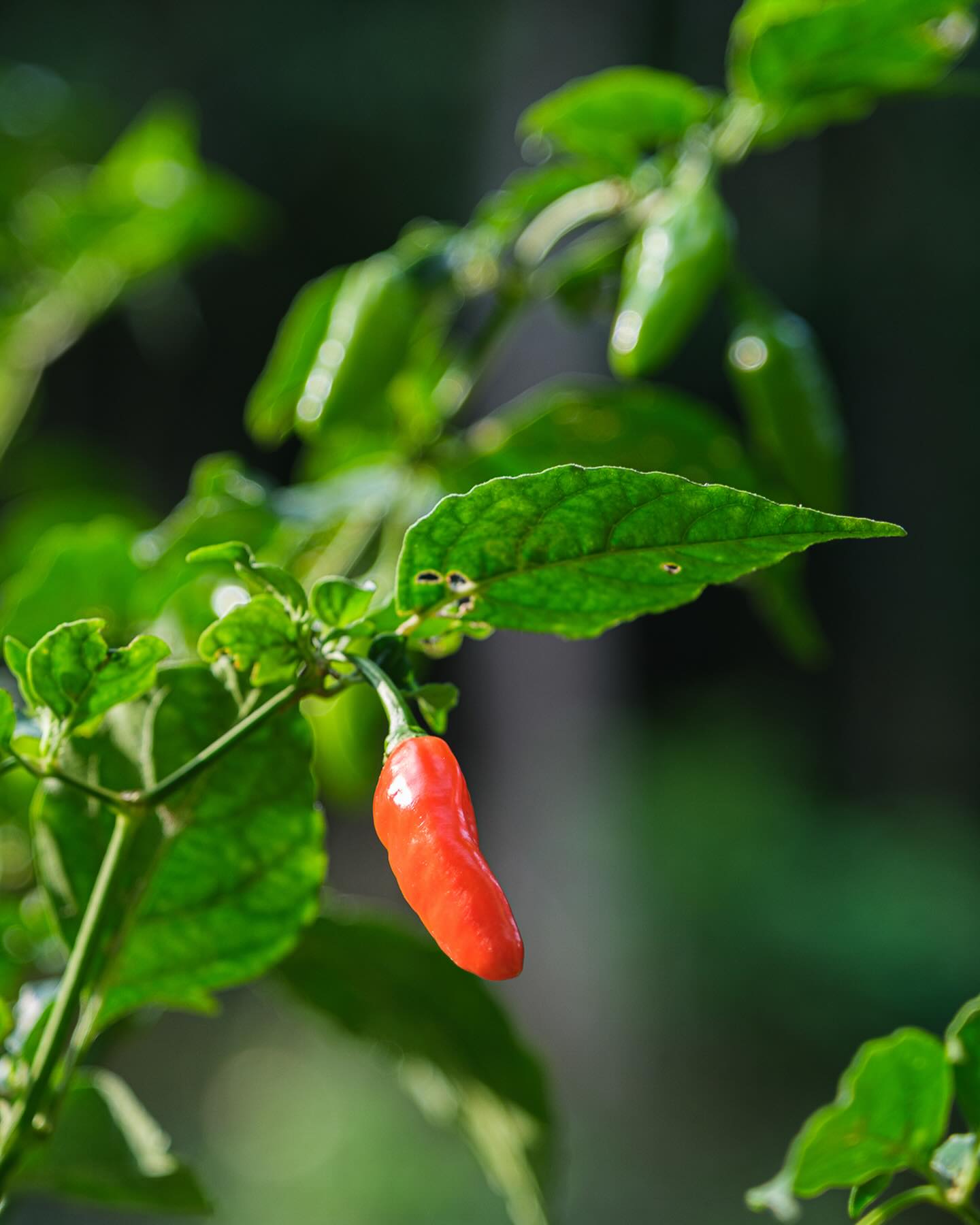 It can be so easy to pick up a jar from a shelf and not think about where that spice came from... This is a reminder that behind your dried chilli is:
🌶️The planting and nurture of a beautiful plant by a farmer somewhere in the world
🌶️ The careful harvesting of each chilli
🌶️ The transport of those chillies to a new location (which often happens on foot here)
🌶️ The meticulous process of drying and grinding before packaging by another team of people
🌶️ The transport of that product into your hands!
Take a moment to appreciate the dedication and care that goes into every item that you consume today, all the hands that have touched it, and eventually brought it to you!
#farmer #nature #nurture #eat #connect #appreciate #spices #where #world #srilanka #chillies #chilli #yum #fresh #care
