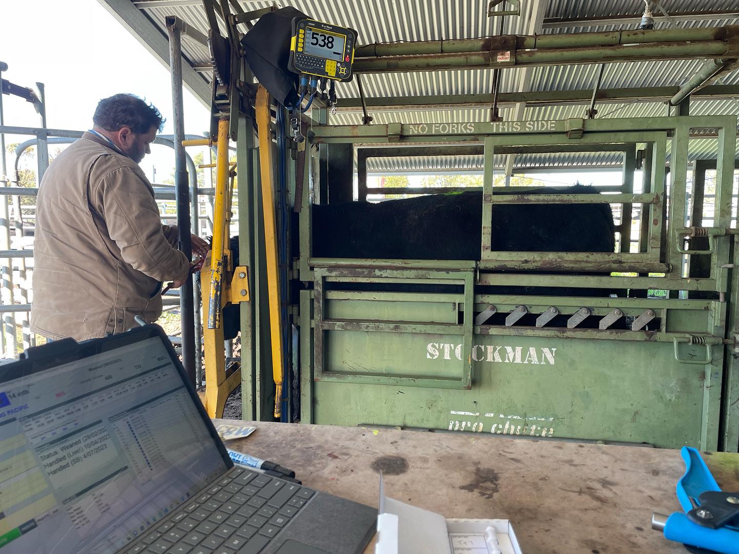 Been a busy couple of days in the cattle yards- putting cidrs in AI mob of cows yesterday and today vaccinating, weighing, TSUing and new ear tags in T bulls before going onto fresh Vetch & canola pasture.
#nextyearsbulls #tbulls #bulloakwellangus #vetch&canola #angus #farming #alwayssomethingtodo