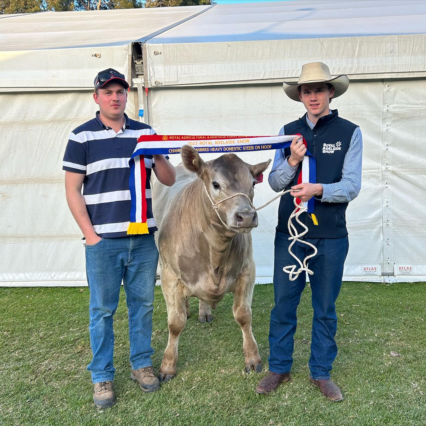 Happy Father’s Day Heath. What a present the boys have given you, Champion Crossbred Heavy Domestic Steer on hoof at the Royal Adelaide Show. Not a bad effort for the boys first time exhibiting led steers!! Dad(Gilby) would be very proud that the boys are carrying on his passion for crossbred steers.
#happyfathersday #prouddad #proudpapa #papaslegacy #nickollsbrothersshowteam #bulloakwellangus #farming #royaladelaideshow