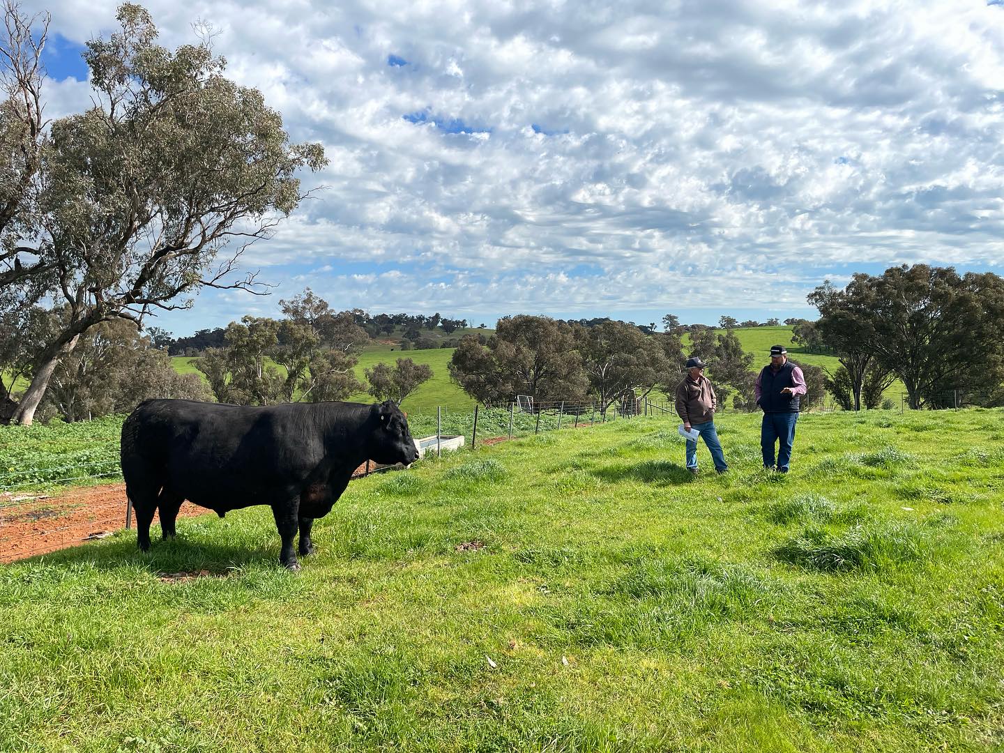 At the start of the week, we made a quick trip to NSW to have a look at sale bulls at up coming bull sales as well checked out some AI sires. Thanks to Gerald and Lynden Spry for showing us Knowla So Right S48 and Dane Rowley for letting us view Millah Murrah Rector R53 and some of his progeny.
#angusbulls #angus #nswtrip #genetics #aisires #bulloakwellangus #farming