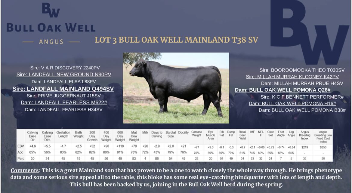 Be sure to come to The Basin, Willalooka tomorrow to inspect this impressive fella as well as the other 56 sale bulls.
#salebulls #sabeeffielddays #willalooka #thebasin #bulloakwellangus #angus