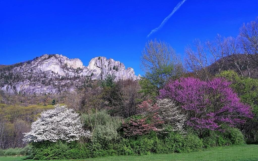 🌸 spring time has arrived at Seneca Rocks, WV
The discovery center is now open Friday, Saturday, & Sundays 9:30-5pm - enjoy picnic areas, hiking and climbing trails
#pendletonrocks #visitpendleton
📷 Back to my West Virginia Roots