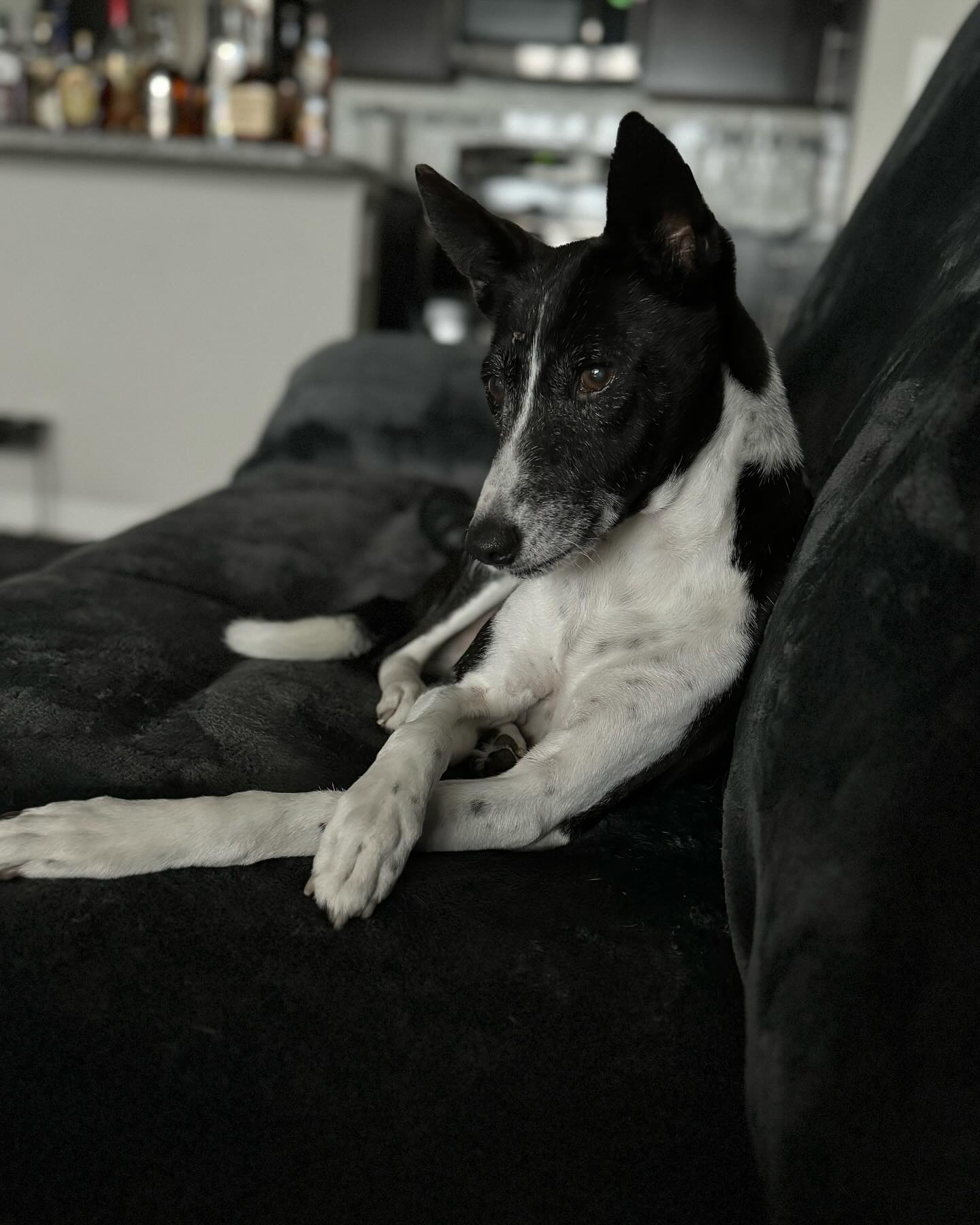 On his 15th birthday, Stetson reflects on life, being a good boy, and those elusive squirrels. #Basenji