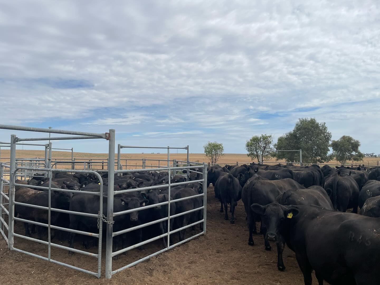 Weaning has begun!
All calves will have their weight and docility recorded, while the dams will have their weight, hip height and body condition score recorded.
#neverends #moveontothenextthing #angus #farming #studlife #pinnaroo #bulloakwellangus