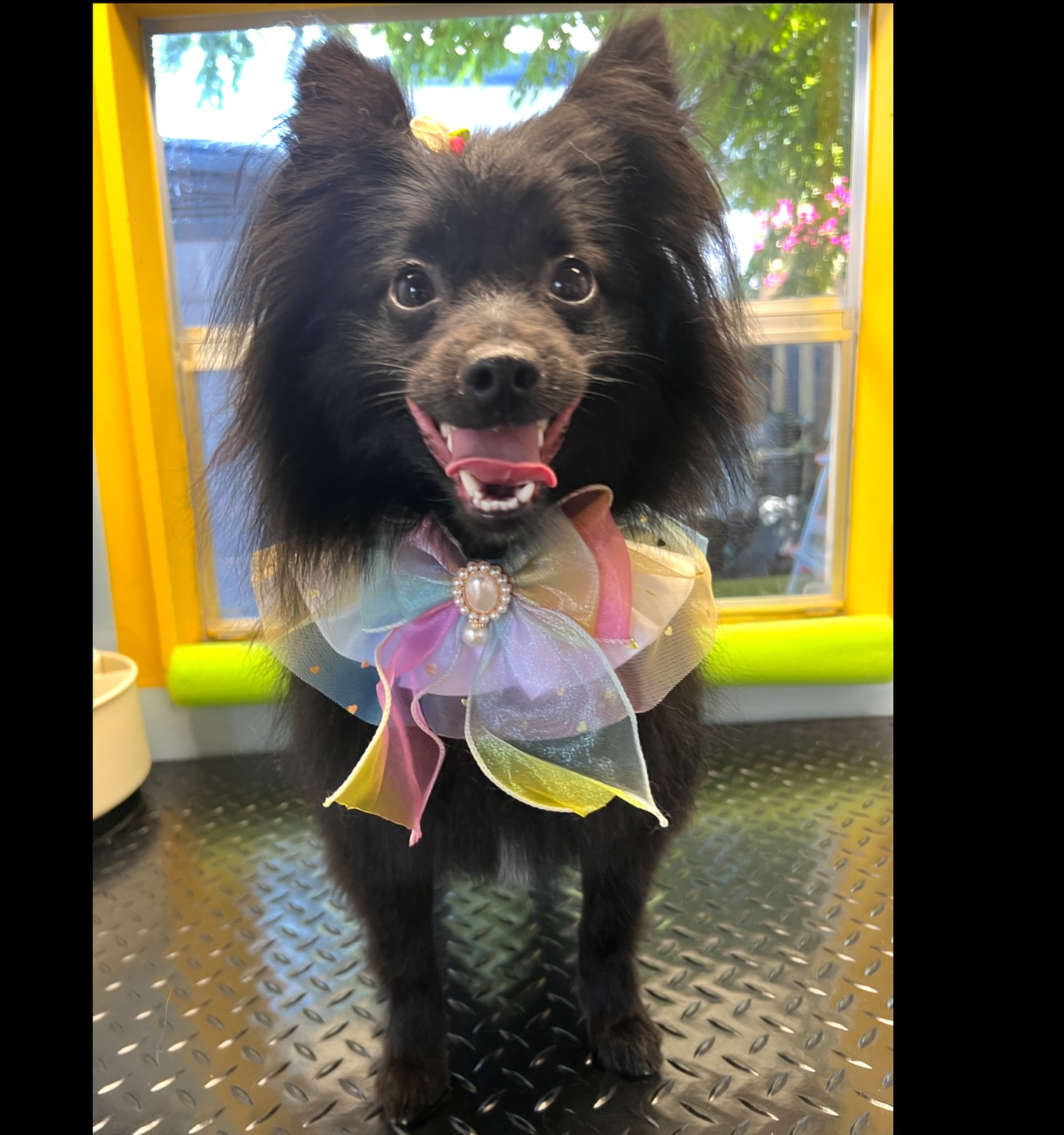 Dragon is the prettiest princess in all the land! 🎀
Check out Dragons mom @bueno.dog.training for all of your dog training needs 😀
#doggrooming #pomeranian #dogtraining #cutepups