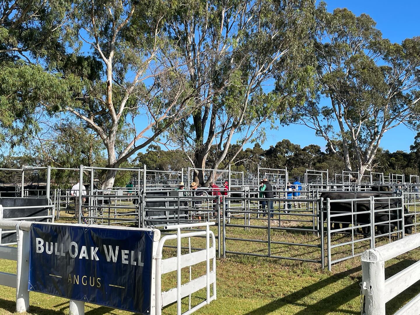 Perfect day for our field day. Be sure to stop by and inspect the sale team and say hello!
#sabeefweek #angus #bulloakwellangus #saleteam
@stockjournalsa