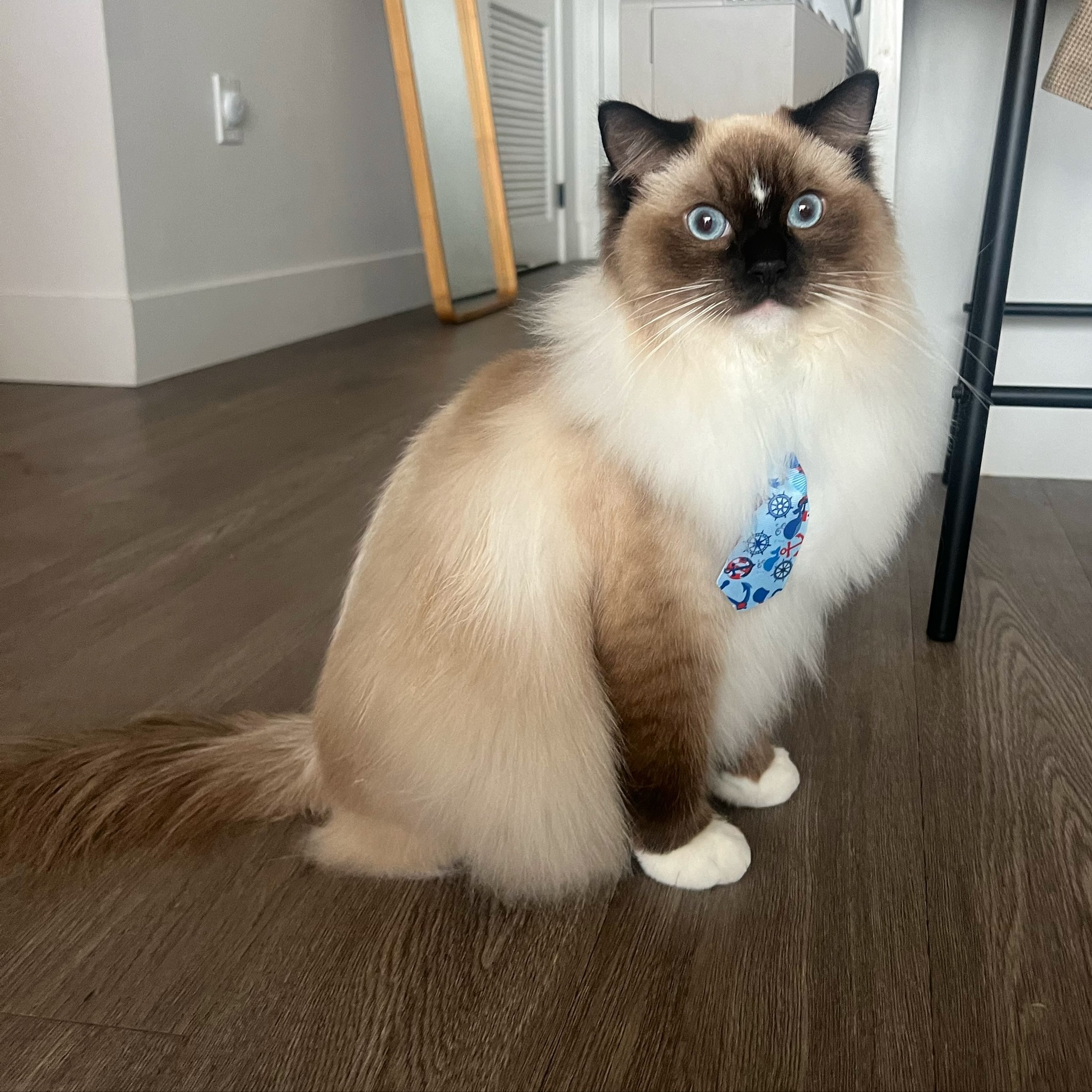 Mochi is looking extra soft and tidy after his groom