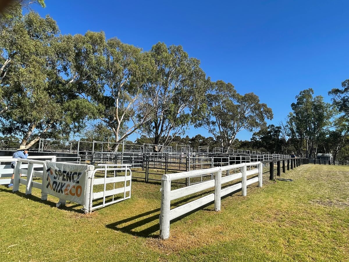 Bulls are all ready for your inspection.
Sale starts at 12 noon (sa time)
If you can’t make the sale you can bid on AuctionsPlus. https://auctionsplus.com.au/auctions/cattle/bull-oak-well-angus-bull-sale/122717