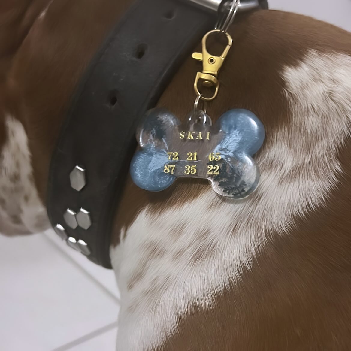 🔗🌸 Médaillon pour animaux entièrement personnalisable 🐕 , selon vos gouts et vos envies du moment 💙
Modèle gros os🦴
Des paillettes, des fleurs séchées, des inclusions diverses et variées pour les quelles vous avez le choix 🌸
#prettyshopdog #chiens #chats #animalerieenligne #resineepoxy #resine #résine #os #chien #chat #animaux #medaille #medaillechien #medaillon #instadogs #instadog