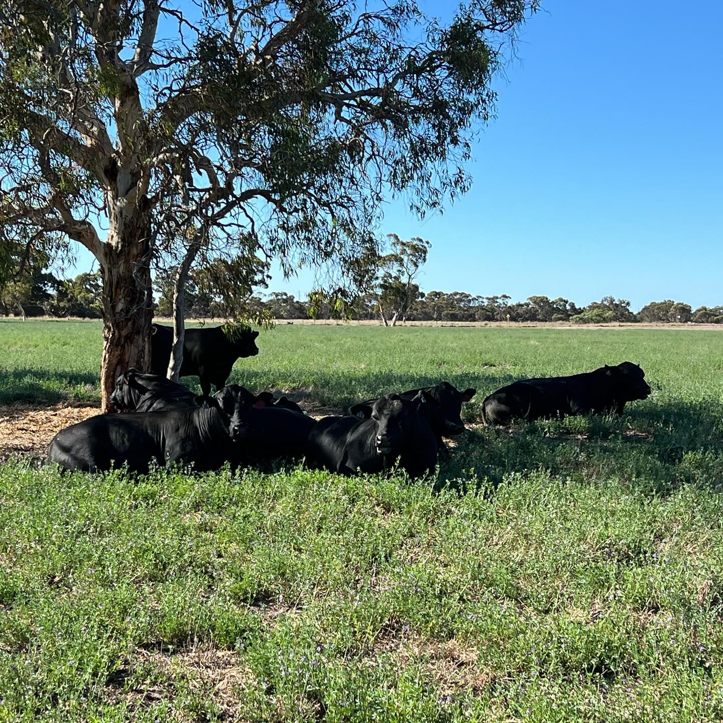 Sale bulls have settled in nicely at The Basin.
If you can’t make our field day on Tuesday, make sure you give Heath a ring to arrange a time to inspect them at Willalooka.
#bullsale #bulloakwellangus #willalooka #firstsaleasownersofthebasin #angus #angusweek #farming
@spencedixandco @pphs_stockagents