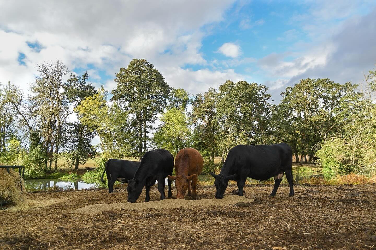 You still have until Friday to enter our giveaway for some Cascade feed merch! Just check out the previous post to enter. 👉🏼
And click the link in our stories to learn more about how our feed is made! 🐄
#oregonag #farmandranch #localbusiness #pnwcattle