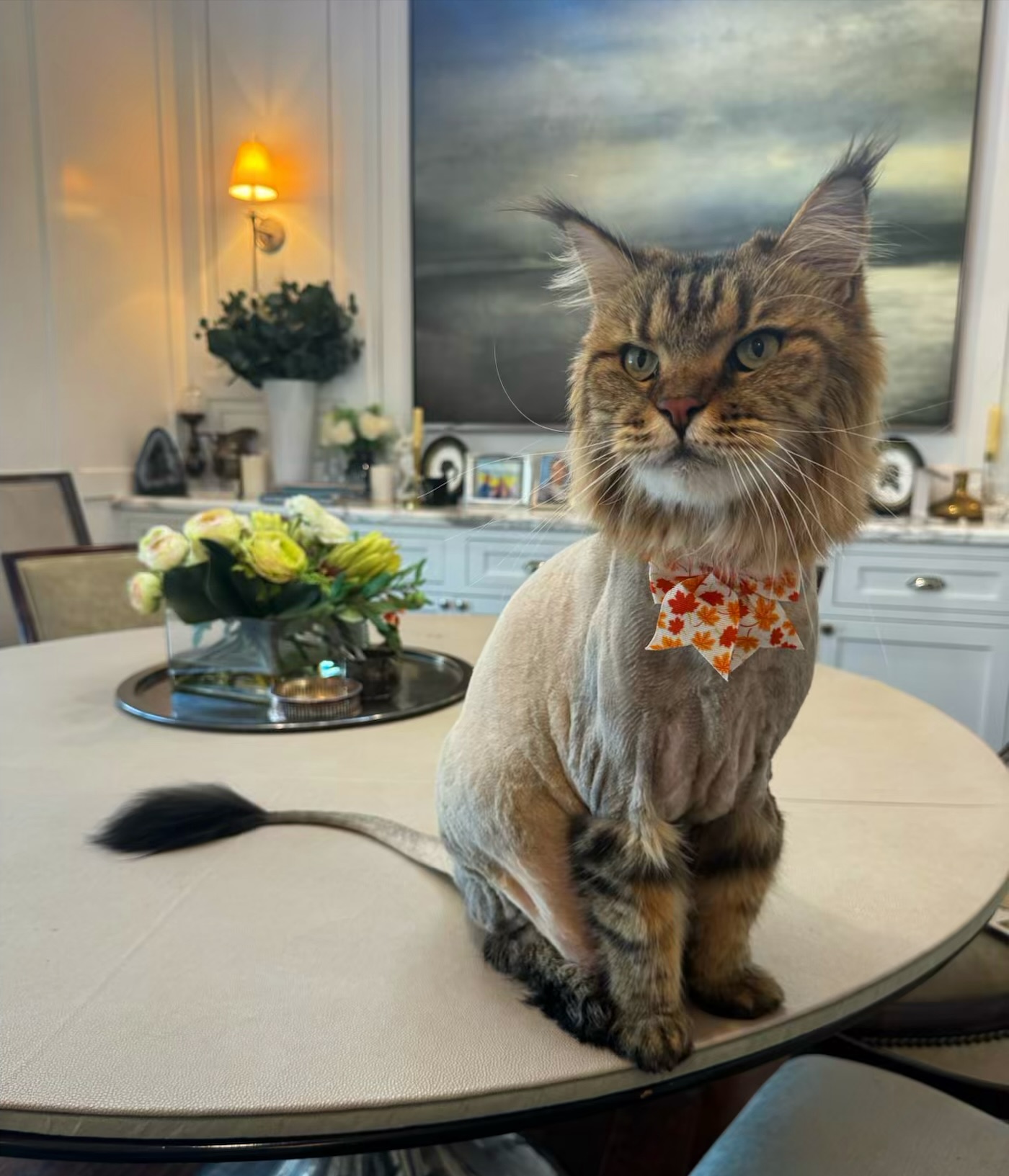 Sunshine the Maine Coon lioness ☀️🦁 ❤️
#lioncut #catgrooming #mainecoon