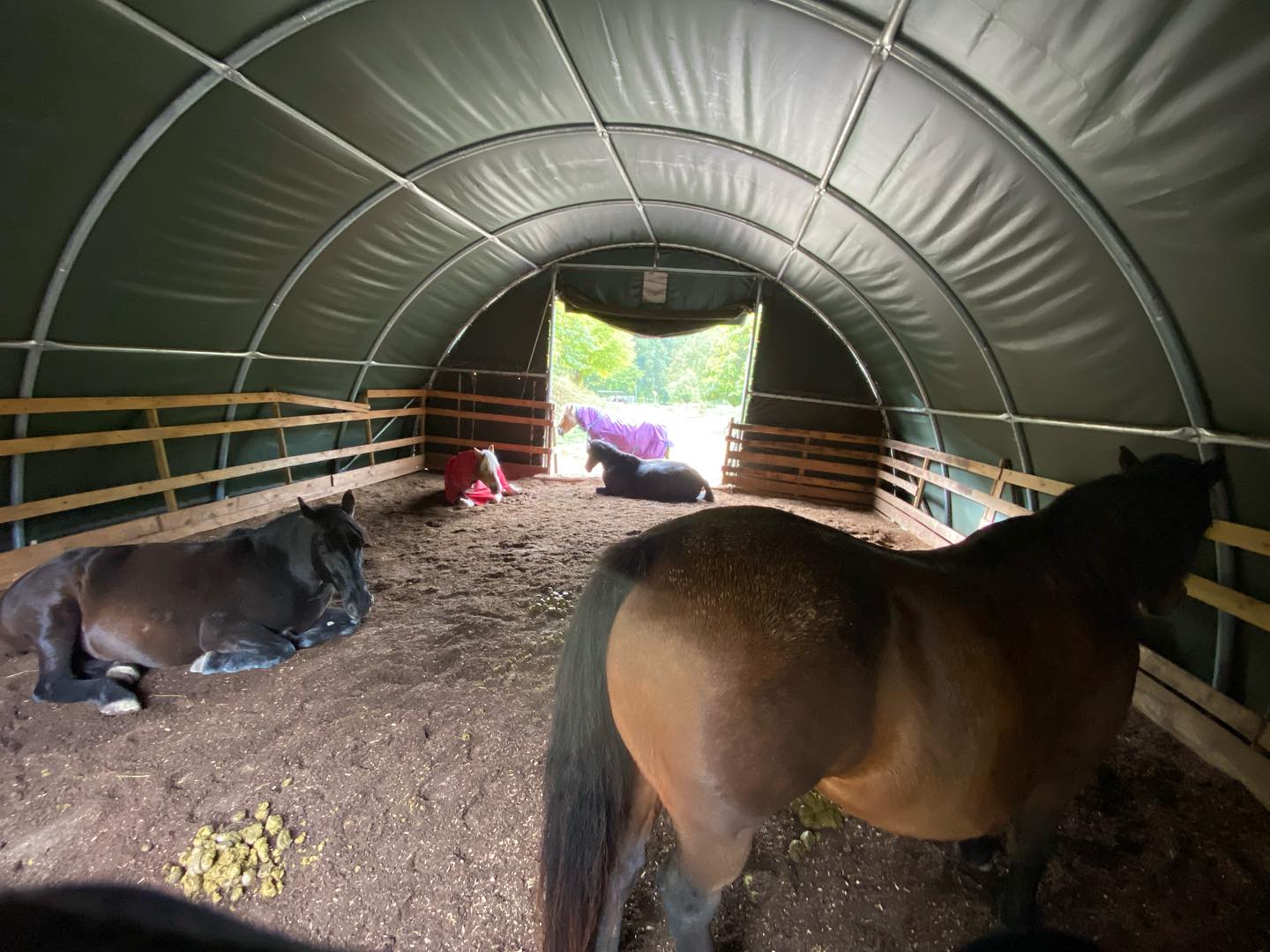 Tierwohl steht bei uns an oberster Stelle. Artgerechte Pferdehaltung im Herdenverband zeichnet unsere Offenstallhaltung aus. #Pferde#Herde#Offenstall#Pensionspferdehaltung#Tierwohl