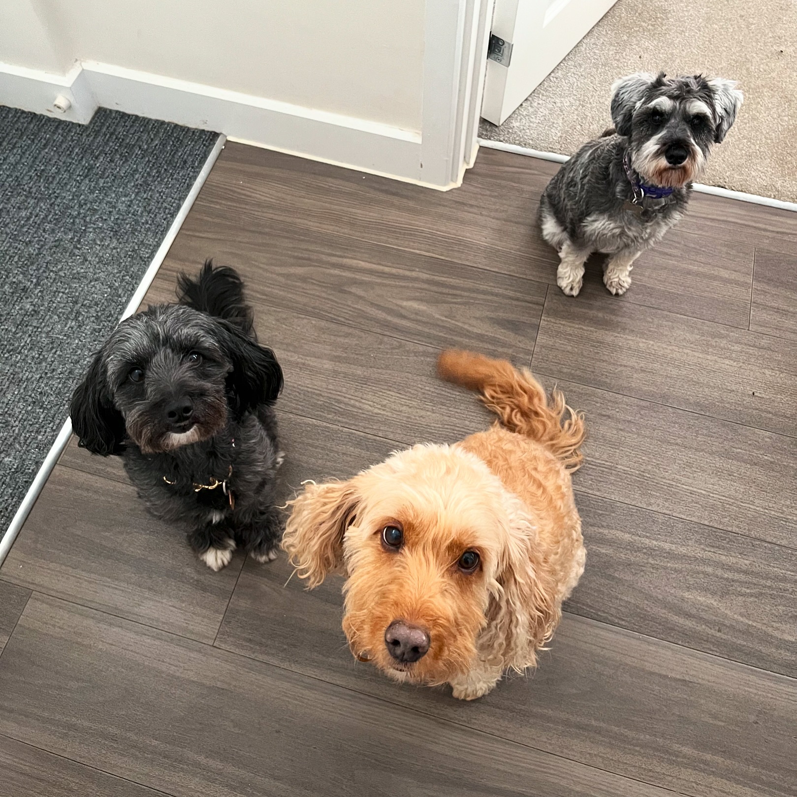 Did you know I offer a multiple animal discount? For groups of 3 or more animals there is a £5 discount per animal 💙💙💙.
This can be for dogs and/or horses and it doesn’t matter if it is the same or different owners. The only stipulation is that the animals must be booked for the same visit, so why not coordinate with friends to save a little bit 🤑.
#npvetphysio #vetphysio #caninephysio #equinephysio #groupdiscount