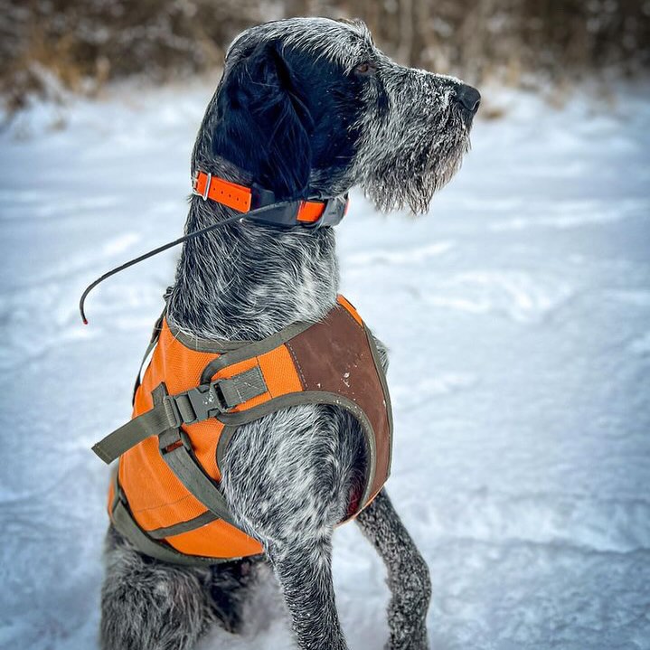 A thing of beauty
📸 @big_country_g
#upland #gundog #pheasant #grouse #hunt #dogsofinstagram