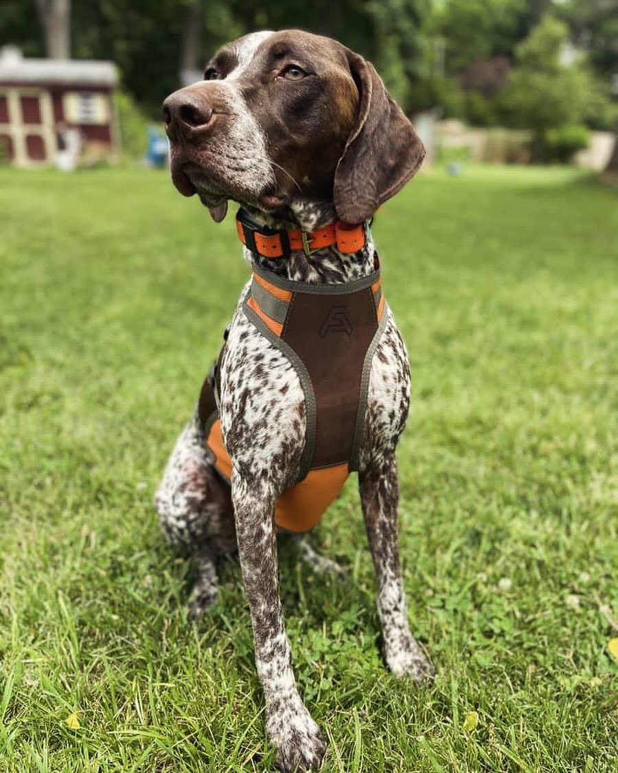 Prepare for the early season, pick up your FA Skid Plate today! They’re in stock and ready to ship!
#upland #uplanddog #birdhuntingdog #hunt #gsp #lab #setter #brittany #dog #dogsofinstagram