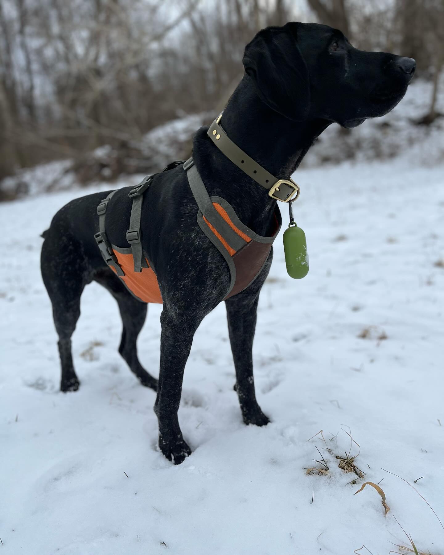 For those that saw the new FA Skid Plate at Pheasant Fest, and want to pick one up to protect your pup, they are officially available on the website! Get yours in time for training season! The Medium fits most dogs between 35-75lbs. Size small and large are coming shortly!
#upland #gundog #newproduct
