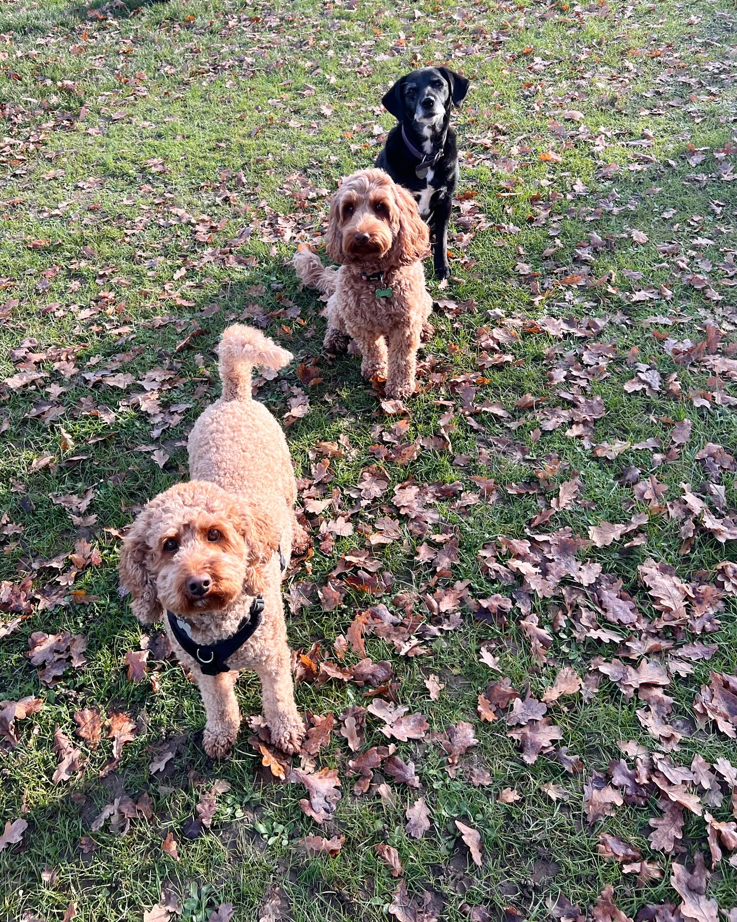 Chilly walks❄️🐾