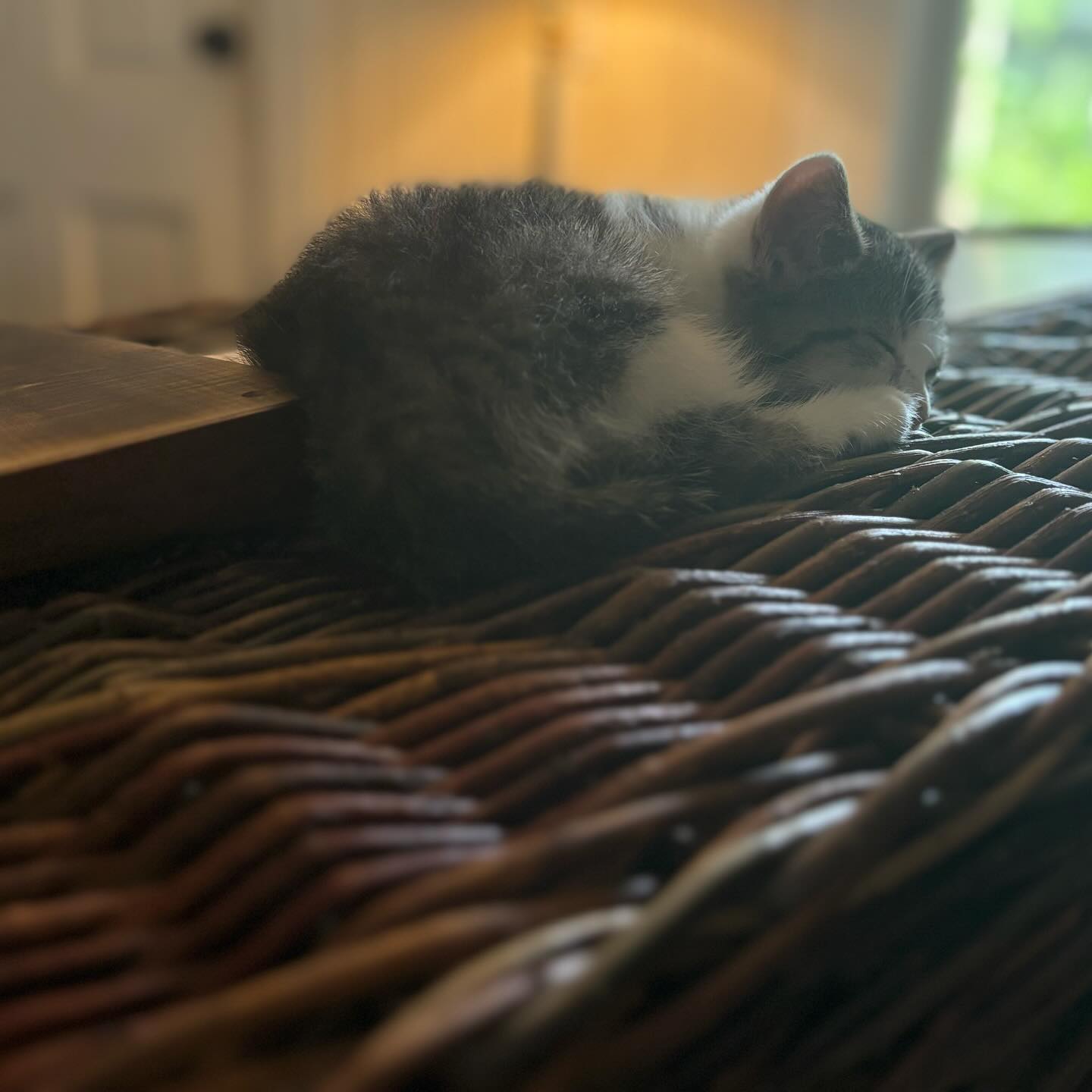 Pitching a kittens-and-caskets coffee table book, who is in? Swipe for disgruntled kitten outtake.