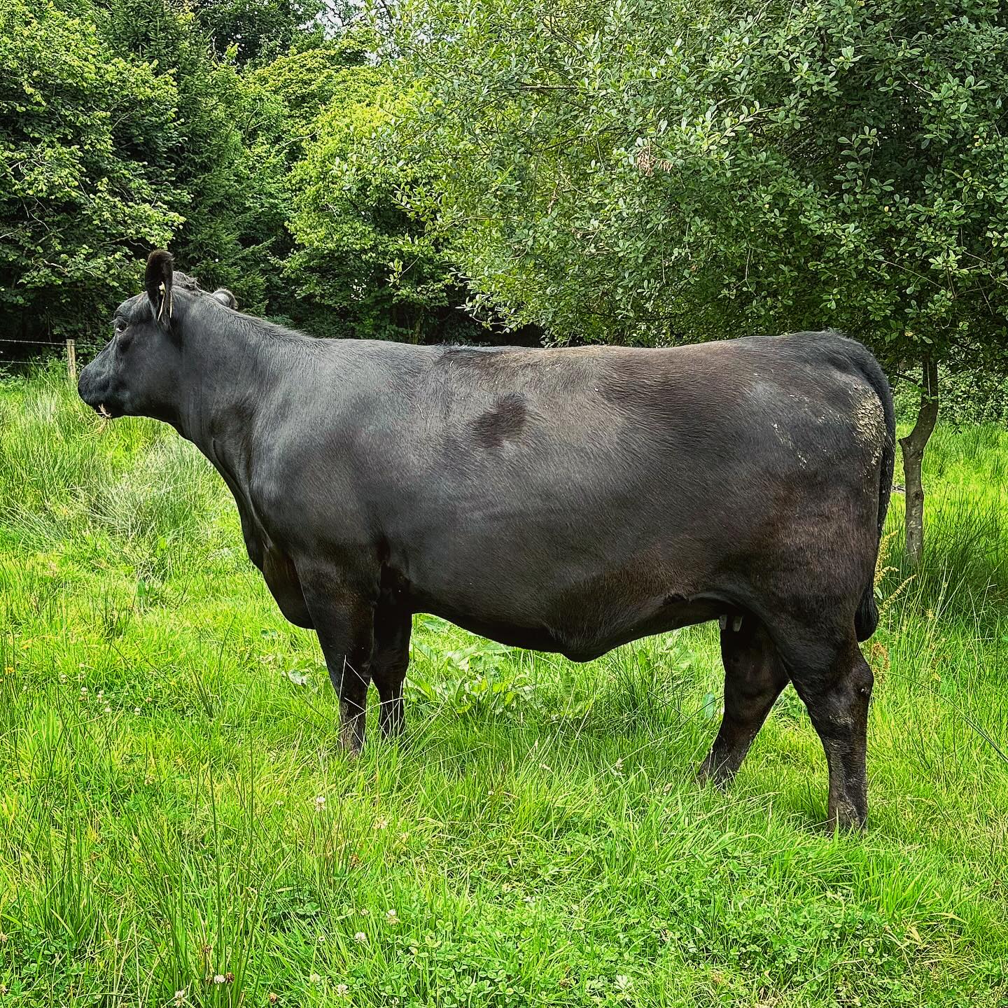 She just wouldn’t turn to camera, but she’s a cracker so had to share.
Warson Ermintrude Y819
Great EBVs, she’s 22 months old now and due to calve in a week’s time, super efficient genetics. 👍🏼
(Out of Oakchurch Duster M109 & Warson Ermintrude W571)
#aberdeenangus #anguscow #autumncalving #warsonfarm #pedigreeanguscow #sucklerbeefherd #anguscattle #aberdeenangusbreeder #beefgenetics #westcountryfarming