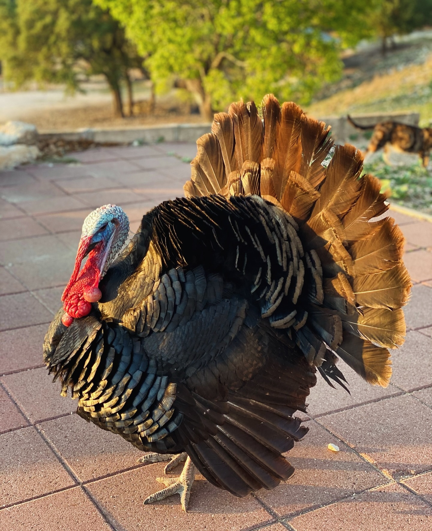 Shocked and saddened to deliver the news that one of the most unexpected, influential and memorable parts of our entire farmstead team is gobbling away in heaven. Mr. Gobbles was a fan favorite and left every guest talking about him with excitement to see him again. He wasn’t just a normal turkey. He followed everyone around just wanting to be apart of everything and demanded your attention and love. He provided countless amount of lifetime memory kind of experiences and joy for so many people. There will never be another quite like him and while we don’t have answers as to what suddenly happened we know he was well loved while he was here.
.
Share your favorite memory below!