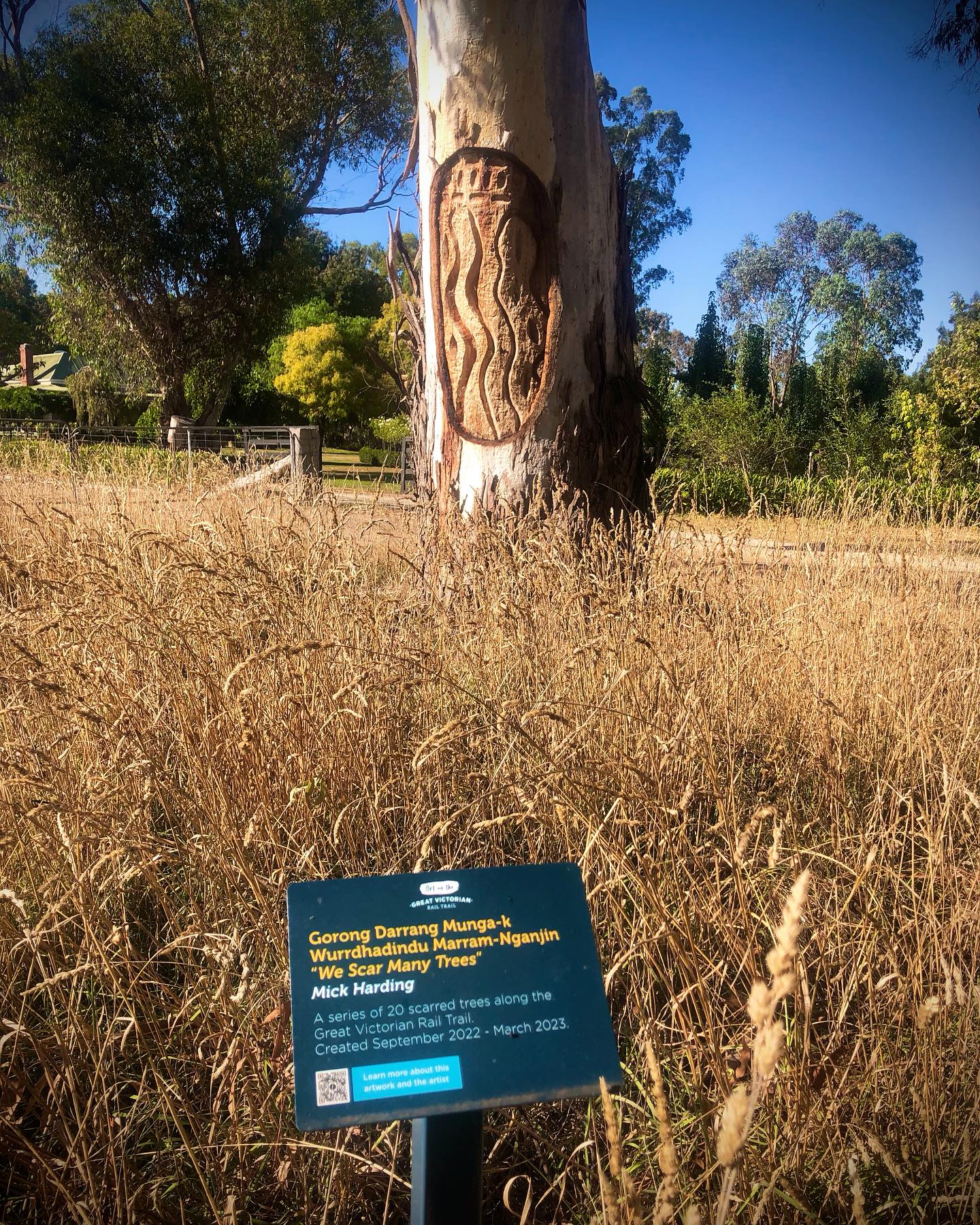 This beautiful old tree sits proudly out front of an old house where my parents used to live in Yarck Victoria. Situated on the Great Victorian Rail Trail, it now showcases some of the best environmental public messaging I’ve ever seen. Well done who ever made this happen! These scar trees are amazing and I look forward to seeing them grow and evolve over time… stunning! 💛🖤❤️