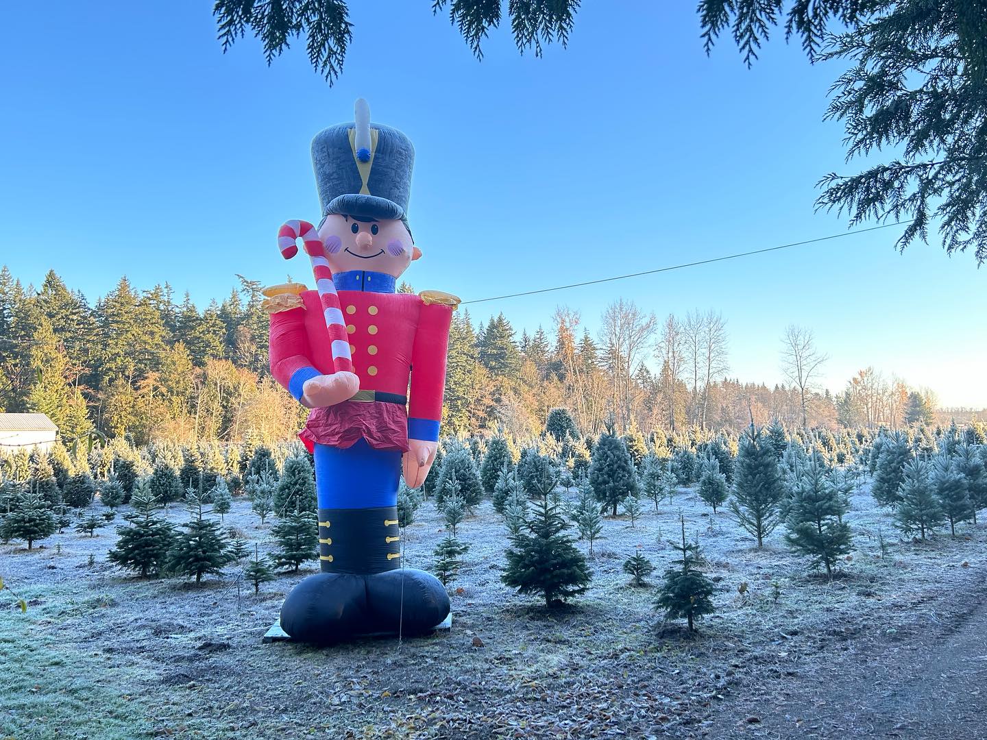 We are excited that our Christmas Tree Farm opens tomorrow! Hours are 9-6 daily. If you need more info plz call us at (604) 530-8759 or check out our newly revamped website https://www.fernridgechristmastreeforest.ca/