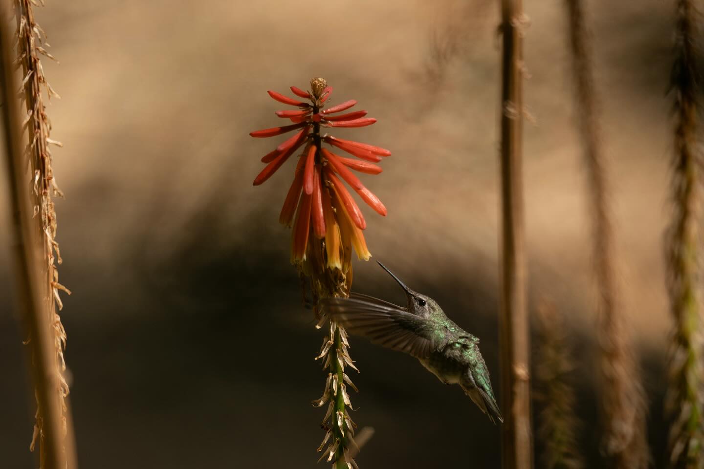 A few of the humming birds out front this morning. Fun facts: hummingbirds hearts can beat 1200 times a minute! They can fly 1300 miles without stopping and if a human had the metabolism of a hummingbird they would have to eat 300 lbs of meat to maintain weight. #hummingbirds #wildlife #wildsurvival