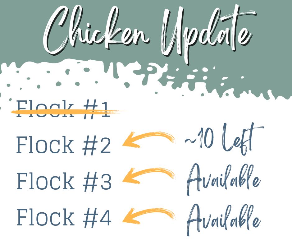 Chicken reservations are well underway! If you plan to order chickens this year, now is the time to reserve. 🐔
Reserve today at countycornerfarm.com/chickens or comment "I'm Interested," and we will be in touch with more info.
If you're curious about farm-raised chickens, feel free just to try it out this year. Order one or two and get a taste of the delicious and nutritious difference. ✅
#chickenfarm #chickens #chicken #chickensofinstagram #farmlife #farm #backyardchickens #chickenlife #chickencoop #freerangechickens #chickensofig #happychickens #farming #backyardpoultry #backyardflock #pasturechickens #nongmo #homesteaders #hobbyfarm