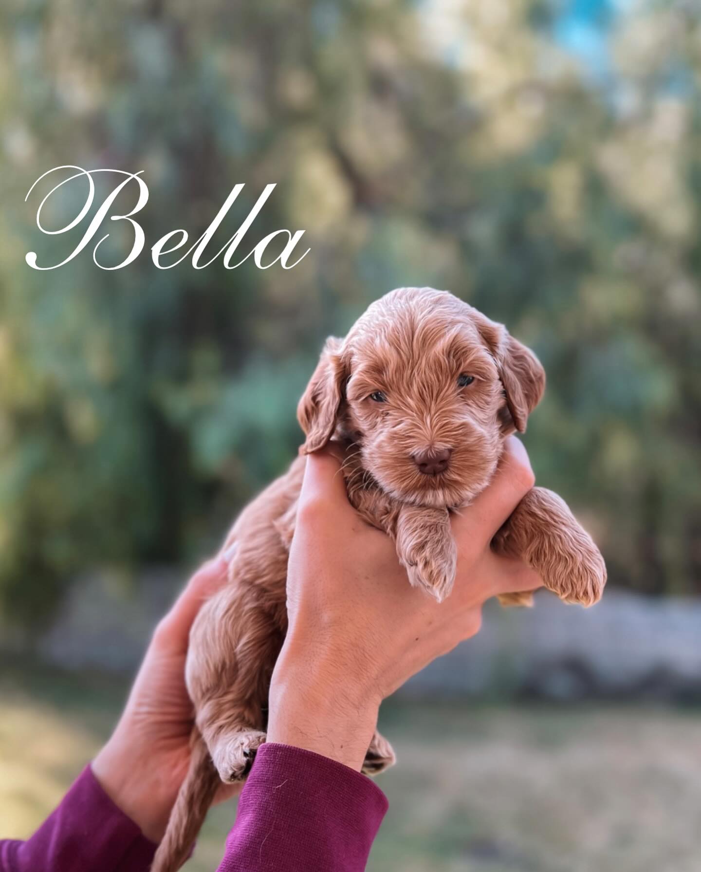 Our Harry Potter Litter turned 4 weeks old!
Bellatrix - Purple collar female
Ginny - Teal collar female
Luna - White collar female
Lily - Yellow collar female
Hermione - Pink collar female
Ron - Red collar male
Harry - Green collar male
Sirius - Tan collar male
Lupin - Black collar male
Draco - Blue collar male
This is a big week for these pumpkins. They have graduated from the nursery to a larger space with a play area, began eating puppy mush and doing phenomenal with potty training. They are becoming more aware of their surroundings, they have started mouthing and playing with each other, and began wagging their tails. We are continuing our daily 10 step handling exercises for desensitization. And continue to expose them to a new novelty item each day, this will foster confidence in our puppies, encouraging them to believe in their own abilities.
I know this next month with them is going to fly by and and then it will be time for these sweet babies to bring so much love to their furever families 🤍
Until then… you can find me here soaking up all the puppy snuggles.
.
.
.
.
.
.
.
.
.
#goldendoodlepuppies #minigoldendoodles #goldendoodlesofcalifornia #puppiesofinsta #teddybearpuppy