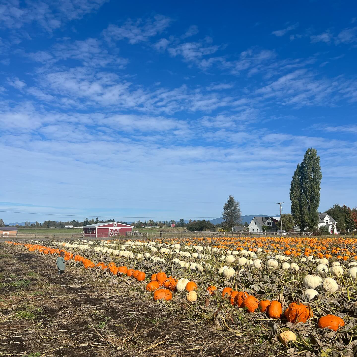 On the blog today, we’re sharing a toddler friendly pumpkin craft and a kid approved pumpkin loaf recipe. Fall is here and it’s time to embrace everything it brings! 🍃 🎃 🍂 👻