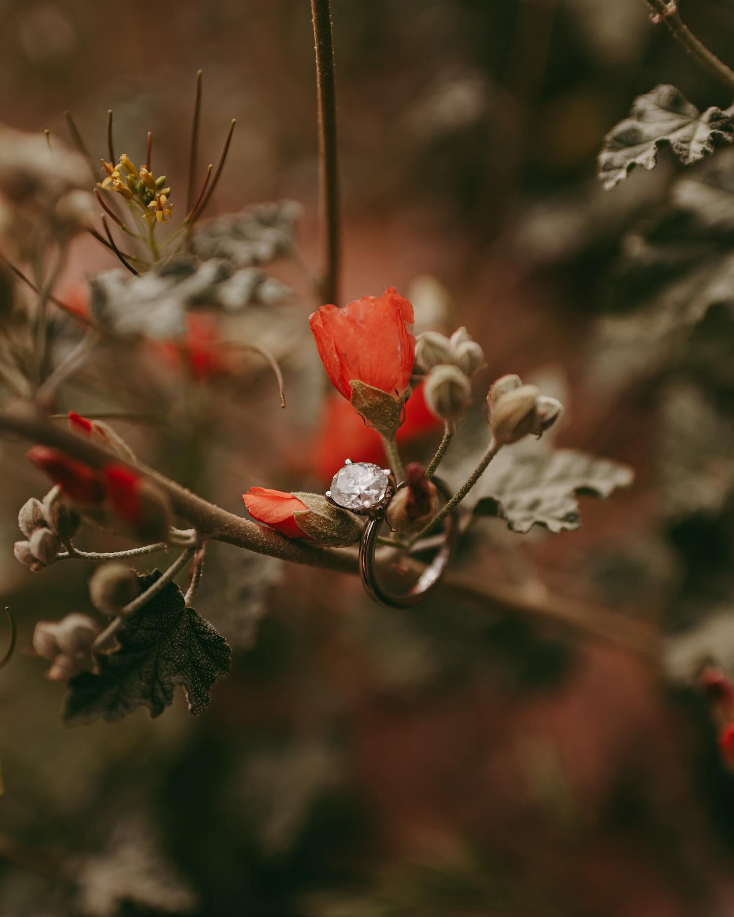 The desert is blooming ✨🙌🏼
.
.
.
#virginiaphotographer #harrisonburgphotographer #scottsdaleaz #phoenixweddingphotographer #scottsdaleweddingphotographer #arizonaphotographer #graysonhighlandsstatepark #adventureweddingphotographer #vaweddingphotographer #scottsdalephotographer #destinationweddingphotographer #destinationwedding #graysonhighlands #azwedding #azweddingphotography #azweddingphotographer #arizonaengagementphotographer #arizonaweddingphotographer #graysonhighlandselopement #arizonaelopementphotographer #scottsdaleweddingphotographer #adventureweddingphotographer #phoenixweddingphotographer #phoenixphotographer #sedonaphotographer #sedonaweddingphotographer #sedonaarizona #sedonawedding #sedonaelopement #sedonaelopementphotographer #arizona