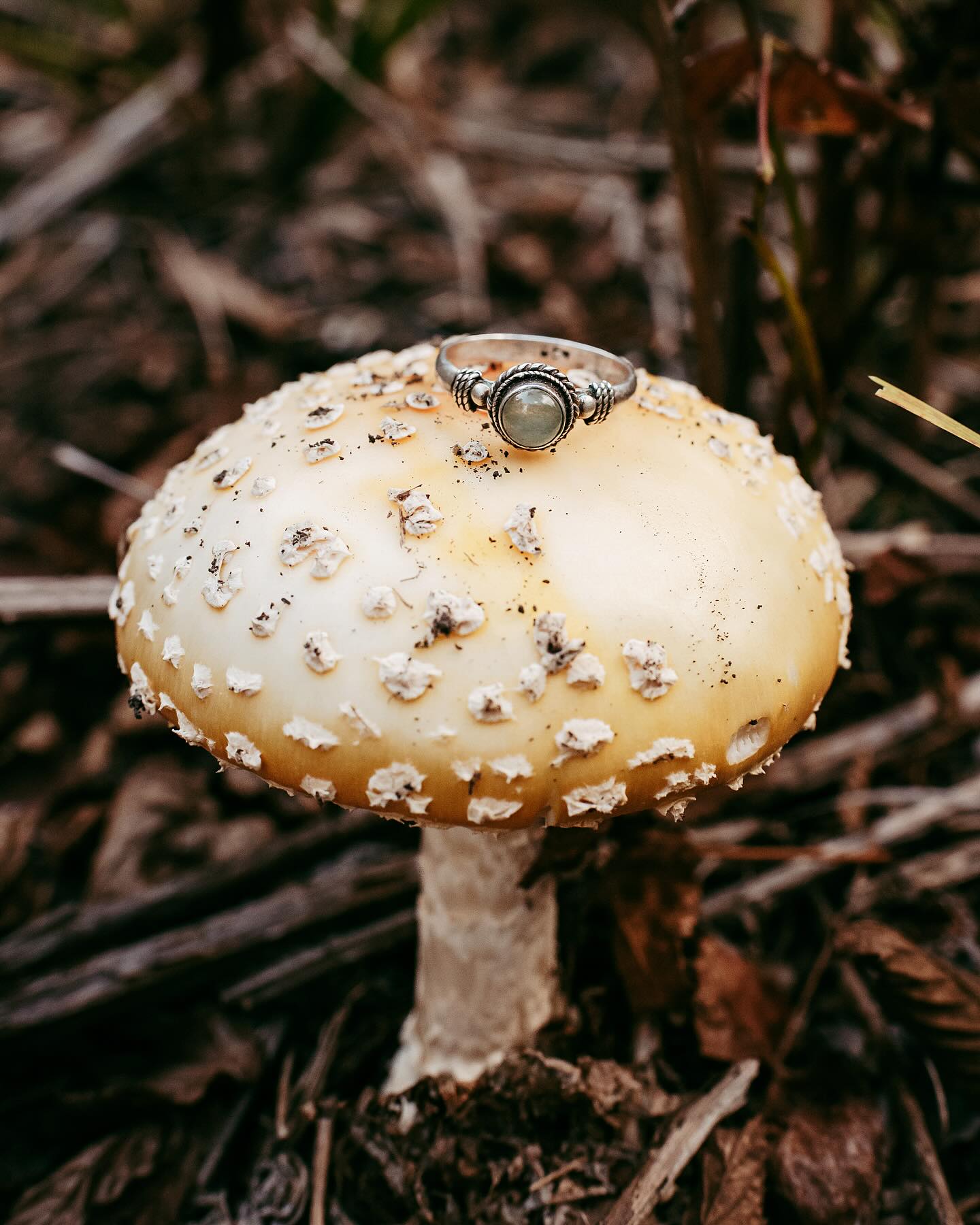 Amanita Panthera (magic) mushrooms were fruiting all over the mountains at Ben & Kara’s full moon elopement! What could possibly be more magical? 🍄✨
.
.
.
#virginiaphotographer #harrisonburgphotographer #scottsdaleaz #phoenixweddingphotographer #scottsdaleweddingphotographer #arizonaphotographer #graysonhighlandsstatepark #adventureweddingphotographer #vaweddingphotographer #scottsdalephotographer #destinationweddingphotographer #destinationwedding #graysonhighlands #azwedding #azweddingphotography #azweddingphotographer #arizonaengagementphotographer #arizonaweddingphotographer #graysonhighlandselopement #arizonaelopementphotographer #scottsdaleweddingphotographer #adventureweddingphotographer #phoenixweddingphotographer #phoenixphotographer #sedonaphotographer #sedonaweddingphotographer #sedonaarizona #sedonawedding #sedonaelopement #sedonaelopementphotographer #arizona