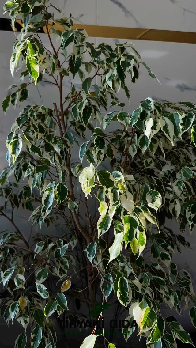 🔥 Tiryaki Gıda Kasap & Şarküteri – Taptaze Et ve Doğal Ürünlerle Sofralarınıza Lezzet Katıyoruz! 🥩🧀
Lezzet yolculuğunuzu en kaliteli ve taze ürünlerle taçlandırmaya hazır mısınız? Tiryaki Gıda Kasap & Şarküteri, en iyi kırmızı et, beyaz et, şarküteri ve gurme lezzetleri ile sizlere hizmet veriyor!
✅ %100 Yerli ve Taze Et Çeşitleri : Dana, kuzu ve tavuk etinde güvenilir ve sağlıklı seçenekler!
✅ Doğal Şarküteri Ürünleri : Katkısız sucuk, pastırma, kavurma ve daha fazlası!
✅ Günlük Taze Ürünler : Kaliteli peynir, zeytin, köy yumurtası ve daha fazlası!
🔪 Ustalarımız tarafından seçilmiş etlerimizle mangal keyfi, kahvaltı sofraları ve özel yemekleriniz için en kaliteli ürünleri sunuyoruz.
🚀 Kaliteli ve uygun fiyatlı kasap alışverişi için doğru adres!
💯Taze et , şarküteri ürünleri ve doğal lezzetler ile sağlıklı beslenmenin keyfini çıkarın!
📍 Liv Marmara Residence, Tarım Kredi Market Yanı No:528 – En taze et ve şarküteri ürünleri burada!
📞 Sipariş & Bilgi İçin: 0530 179 88 71
#Kasap #Şarküteri #TiryakiGıda #TazeEt #DoğalÜrünler #Sucuk #Pastırma #Kavurma #Lezzet #GurmeTatlar #KaliteliGıda #SağlıklıBeslenme #YöreselLezzetler #EtSeverler #KasapÜrünleri