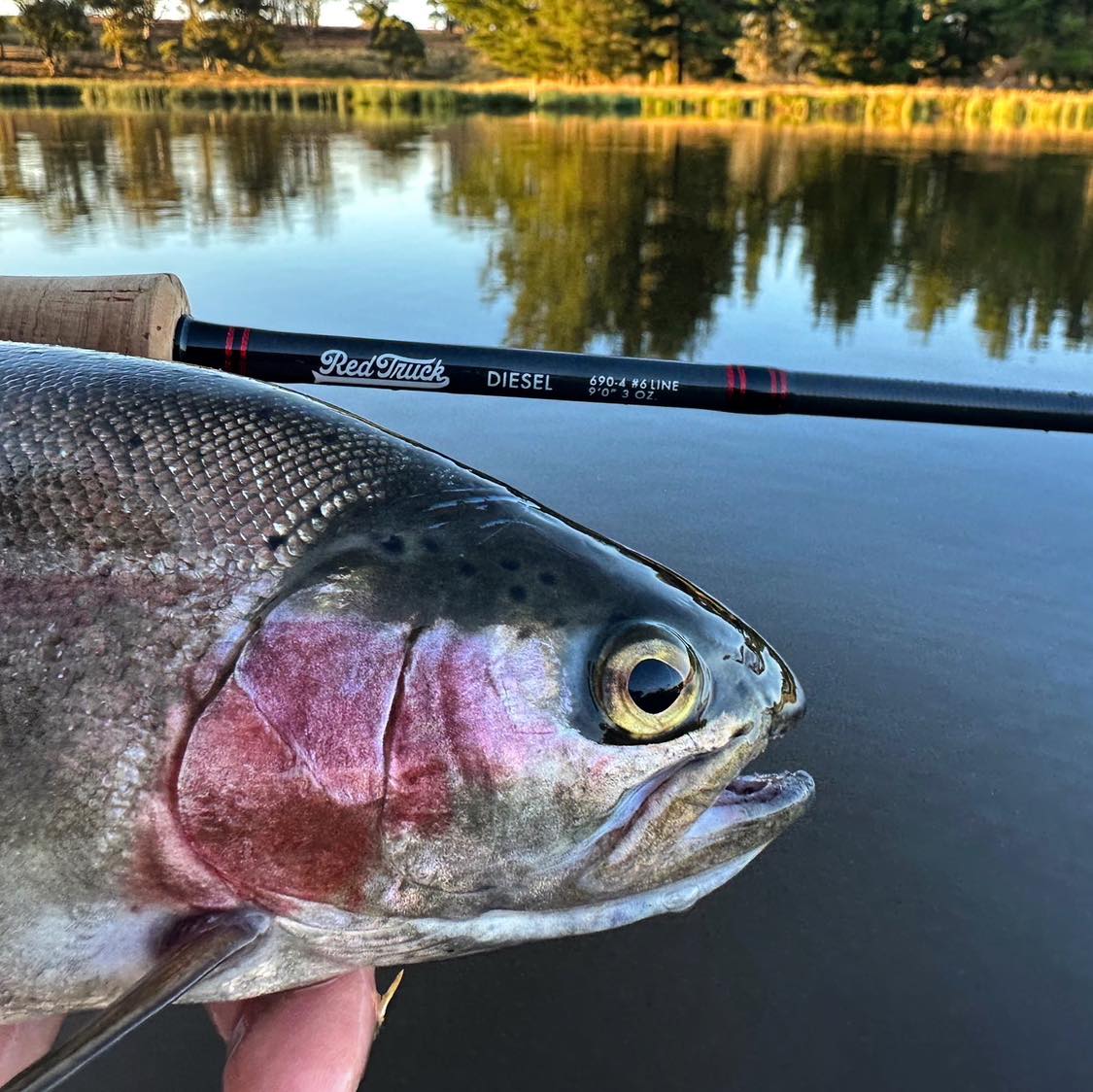 Red Truck Diesel Fly Rods deliver a fast action rod with the kind of performance you’d expect from a rod twice the price. Do yourself a favour (you deserve it) and grab yourself one today. The next 10 buyers also receive a free Red Truck Fly Fishing Trucker hat. Be the envy of your fishing buddies with a new rod and cool hat.
#keepemwet #flylife #flyfishingaustralia #flylifenation #flyfishingNZ #flyfishinglife #troutbum #flyfishing #catchandrelease #flyfishinglife #flyfishingsaltwater #saltwaterflyfishing #flyfishingonly #flytying #flyfishingadventures #flyfishingaddict #flyrod #flyfishingjunkie #flyfishingnation #troutonthefly #fishonthefly #browntrout #rainbowtrout