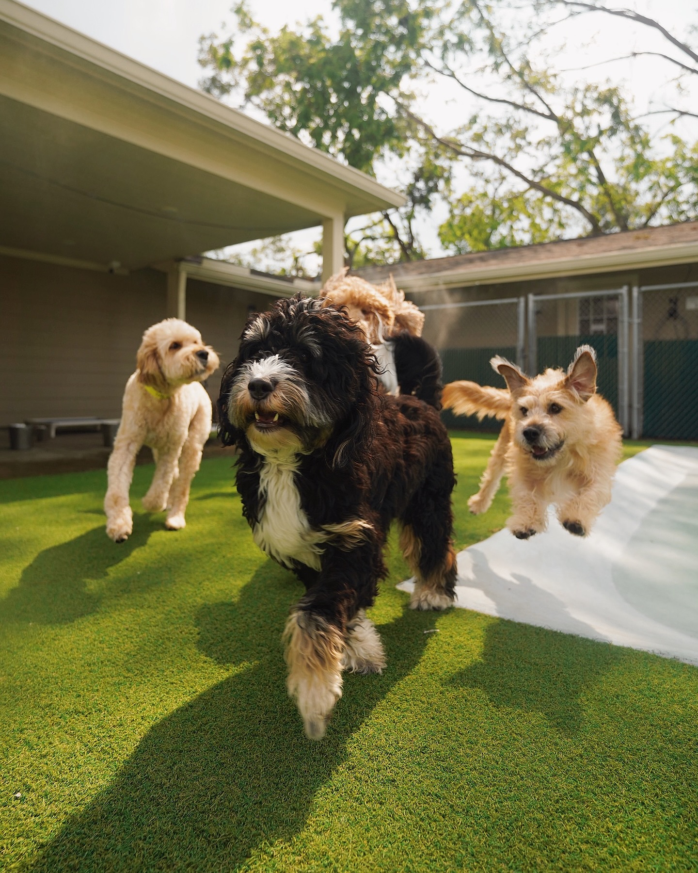 I’m running out of caption ideas, but at least the dogs are having a blast 😎 #whatsupdogHTX
#dogsofhouston #houstondogs #dogmom #htxdogs #dogsofhtx #houston #houstontexas #dogphotos #smallbusiness #familybusiness #shopsmall #dogphotography #houstonbusiness #dogdaycare #dogboarding #dogsofinstagram #houstondogdaycare #doggrooming #daycare #boarding #grooming