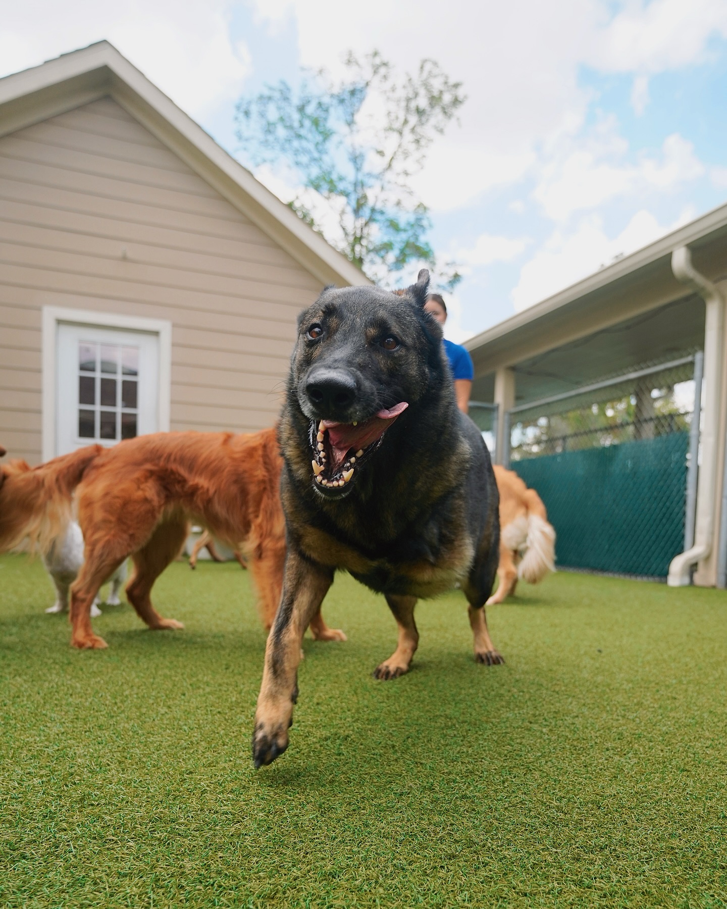 Sending August off with slobbery smiles! 😋 #whatsupdogHTX
#dogsofhouston #houstondogs #dogmom #htxdogs #dogsofhtx #houston #houstontexas #dogphotos #smallbusiness #familybusiness #shopsmall #dogphotography #houstonbusiness #dogdaycare #dogboarding #dogsofinstagram #houstondogdaycare #doggrooming #daycare #boarding #grooming