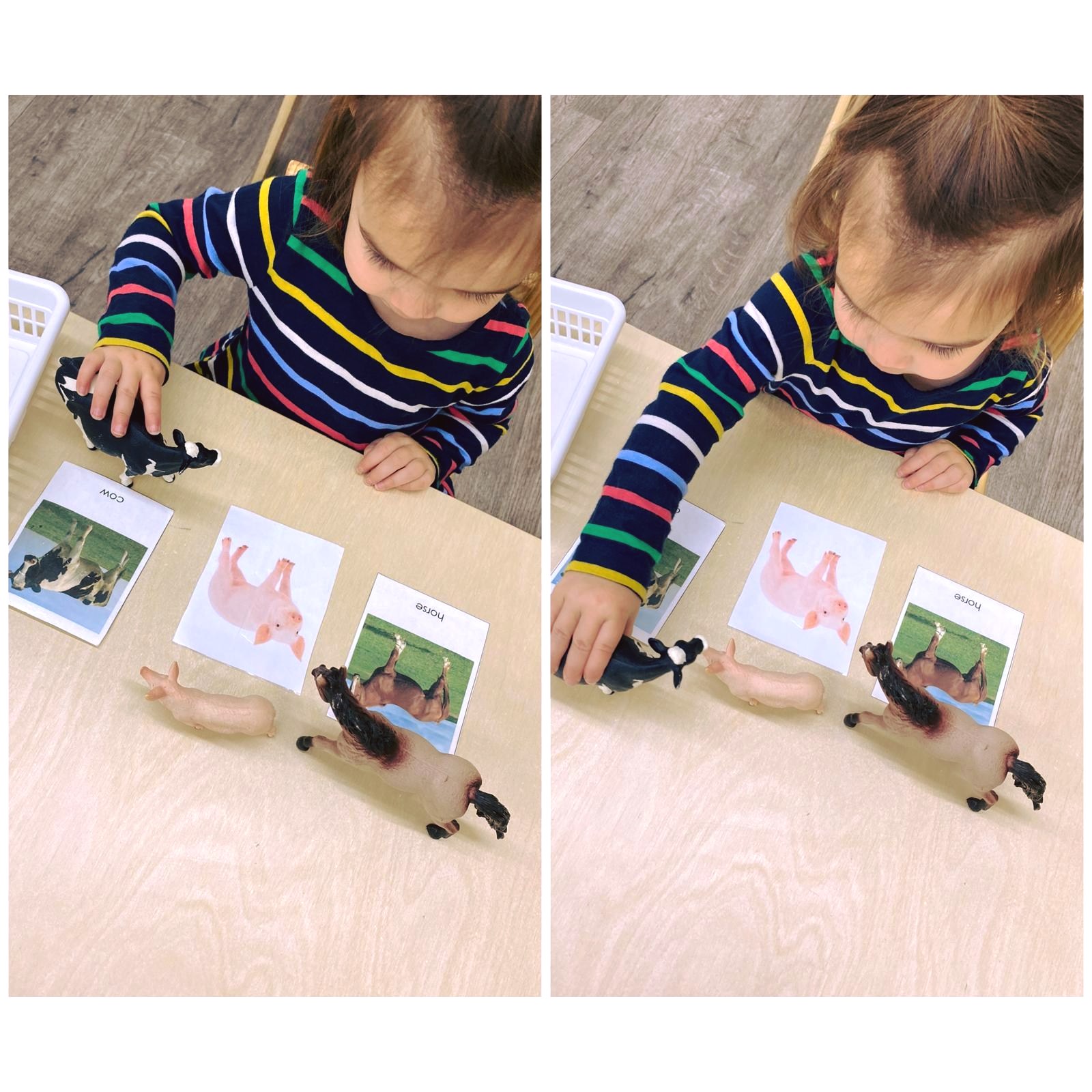 ๐ Matching Farm Animals at Lily Montessori! ๐๐๐
Our farm animal matching activity is a hands-on Montessori favorite that builds language skills and strengthens fine motor development. Children match realistic 3D animal figurinesโlike cows, pigs, and horsesโto corresponding picture cards with names, encouraging vocabulary growth and visual discrimination. This activity nurtures cognitive development while allowing children to explore real-world connections in a fun and engaging way! ๐ง โจ
Each step fosters focus, independence, and self-correction as children gain confidence through exploration. At Lily Montessori, we create enriching learning experiences that spark curiosity and joy! ๐ก
๐ Ready to support your child's hands-on learning journey? Enroll today! (Link In Bio)
๐ฑ +1 613-222-3666
#LilyMontessori #HandsOnLearning #MatchingFarmAnimals #MontessoriMaterials #EarlyChildhoodEducation #OttawaChildcare #MontessoriLife #VisualDiscrimination #MontessoriActivities #EnrollToday #OttawaKids #OttawaParents #MontessoriOttawa #OttawaPreschool #YOW