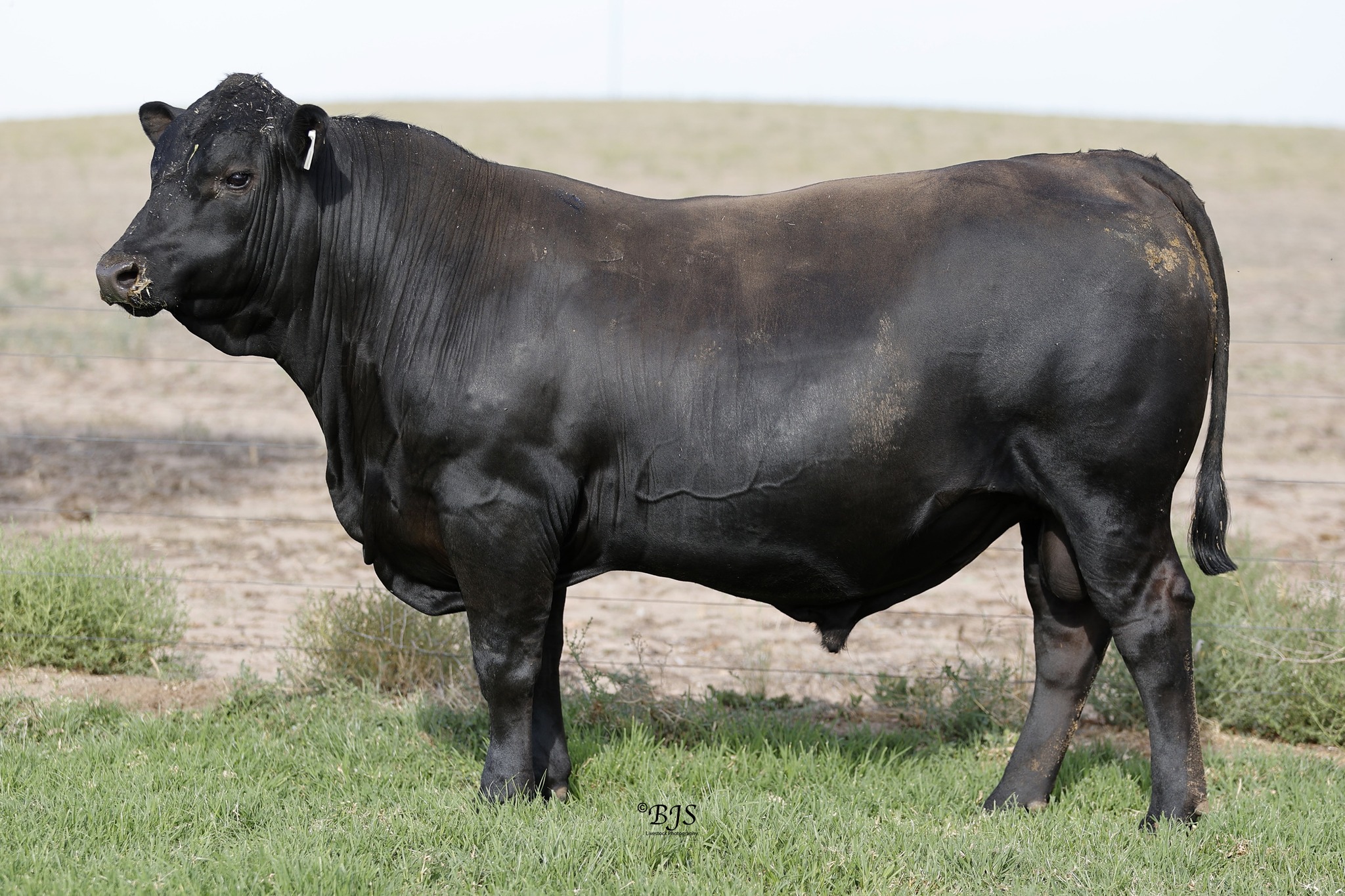 Annual bull sale TOMORROW Monday 17th February at 1pm (sa time) at 'The Basin', Willalooka, SA.
Sale will be interfaced with AuctionsPlus https://auctionsplus.com.au/auctions/cattle/bull-oak-well-angus/125188
Inspections of bulls from 9am sale day.
Lunch and refreshments will be available.
Looking forward to seeing you there!
@spencedixandco
@pphs_stockagents
@auctionsplus
@angusaustralia