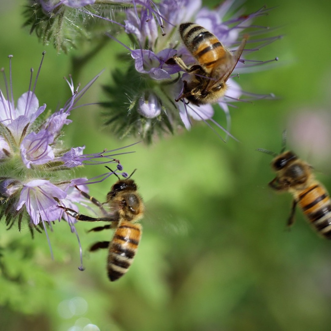 🐝🌍 Die Bienenkugel – Naturnahe Bienenhaltung für eine nachhaltige Zukunft 🌿✨
Die Bienenkugel revolutioniert die traditionelle Imkerei, indem sie den natürlichen Lebensraum der Bienen nachahmt und ihnen eine stressfreie, artgerechte Umgebung bietet. Inspiriert von Baumhöhlen, ermöglicht die runde Form der Bienenkugel den Bienen, ihre Waben frei zu bauen und so ihr natürliches Verhalten beizubehalten. 🌳🐝
Warum die Bienenkugel?
🌼 Naturnaher Wabenbau – Die Bienen können ihre Waben ohne vorgegebene Rahmen nach ihrem eigenen Rhythmus gestalten.
🔥 Optimale Temperaturregulierung – Die kugelförmige Bauweise speichert Wärme im Winter und sorgt für angenehme Bedingungen im Sommer.
🍯 Nachhaltige und effiziente Bienenhaltung – Weniger Eingriffe bedeuten weniger Stress für die Bienen und eine gesündere Entwicklung des Volkes.
🛠️ Einfach in der Handhabung – Ideal für Anfänger und erfahrene Imker, zudem rückenschonend und leicht zu pflegen.
Mehr als nur ein Bienenstock
Die Bienenkugel steht für eine neue Art der Bienenhaltung, die Natur und Nachhaltigkeit miteinander verbindet. Sie eignet sich für Gärten, Städte oder ländliche Gebiete und hilft, die Artenvielfalt zu schützen.
🌿 Ein innovativer Schritt für Imker und Bienenfreunde, die die Natur bewahren und eine nachhaltige Zukunft mitgestalten möchten! 🐝💛
#Bienenkugel #NaturnaheImkerei #Bienenschutz #Bienenliebe #Nachhaltigkeit #RettetDieBienen #BienenFreunde #InnovativeImkerei #Bienenwohl