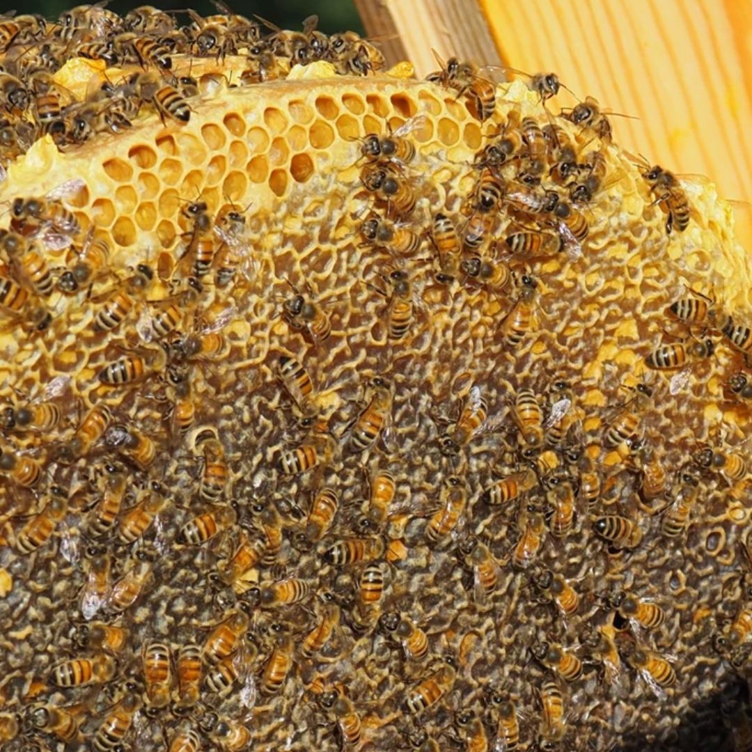 🐝🌿 Die Bienenkugel – Eine neue Dimension der Bienenhaltung 🌼✨
Die Bienenkugel revolutioniert die Bienenhaltung, indem sie einen naturnahen und nachhaltigen Lebensraum für Bienen bietet. Inspiriert von der Natur, ahmt sie die runde Form einer Baumhöhle nach, dem ursprünglichen Zuhause der Bienen. 🌳🐝
Vorteile der Bienenkugel
🌸 Naturnah: Die Bienen können ihre Waben frei und nach ihren Bedürfnissen bauen, ohne Einschränkungen durch vorgefertigte Rahmen.
🔥 Effiziente Temperaturregulierung: Die kugelförmige Konstruktion speichert Wärme im Winter und sorgt für ein angenehmes Klima im Sommer.
💛 Stressfreie Bienenhaltung: Weniger Eingriffe bedeuten weniger Stress für die Bienen, was ihre Gesundheit und Produktivität fördert.
🌍 Nachhaltig: Perfekt für umweltbewusste Imker, die auf natürliche und ressourcenschonende Methoden setzen.
🛠️ Einfach und rückenschonend: Die Handhabung ist unkompliziert, sodass auch Anfänger problemlos mit der Bienenkugel imkern können.
Mehr als ein Bienenstock
Die Bienenkugel ist nicht nur eine Innovation in der Imkerei, sondern auch ein Statement für Nachhaltigkeit und Bienenschutz. Sie fördert die Artenvielfalt, unterstützt die Gesundheit der Bienen und bringt Mensch und Natur näher zusammen.
Ob für erfahrene Imker oder Neulinge – die Bienenkugel ist die perfekte Wahl für alle, die die Bienenhaltung neu denken und aktiv zum Schutz unserer Natur beitragen möchten. 🐝💚
#Bienenkugel #NaturnaheImkerei #Bienenschutz #Bienenliebe #Nachhaltigkeit #RettetDieBienen #BienenFreunde #InnovativeImkerei