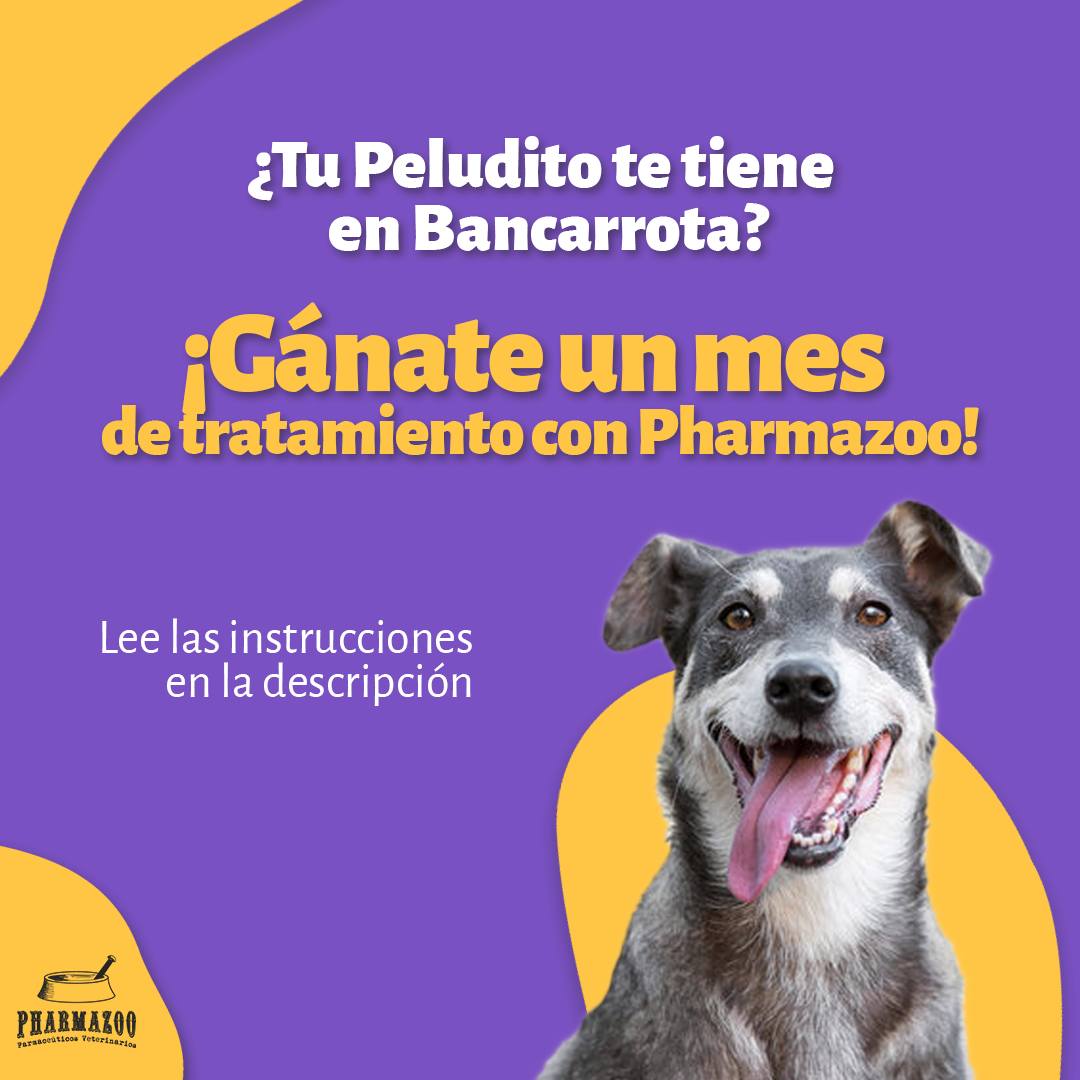 Participar es muy fácil:
1. Síguenos en @Pharmazoo.com.co en Instagram
2. Etiqueta a un amigo que también ame a los animales en los comentarios del post del sorteo.
3. Que tu amigo tambien nos siga
✨ El ganador se anunciará el 31 de oct
Buena suerte a todos!
#Sorteo #Pharmazoo #perritosfelices #mascotas #perros