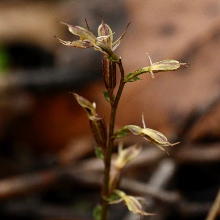 Winter orchids out now!
Acianthus pusillus (Mosquito Orchid)
P. pedunculata (Maroon Greenhood)
P. Nana (Dwarf Greenhood)
P. Melagramma (Tall Greenhood)
P. concinna (Trim Greenhood)
Pics: dh
#privatelandconservation #conservation #landcare #biodiversity #australianorchids