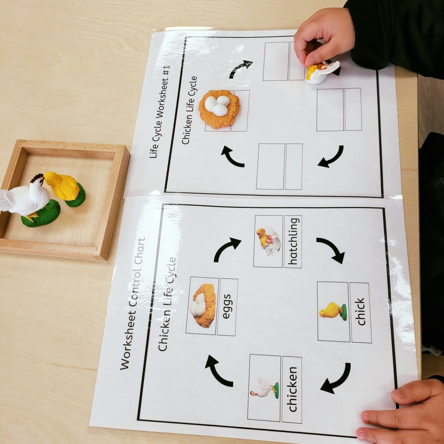 ๐ Discovering Nature with the Montessori Chicken Life Cycle Activity at Lily Montessori! ๐ฃ๐
This hands-on life cycle activity is a fantastic way for children to explore science and nature while developing logical thinking and sequencing skills. Children enhance their cognitive development, fine motor skills, and understanding of natural processes by using realistic figurines and matching them to the correct phase in the chickenโs life cycle. ๐ฟโจ
This Montessori-inspired experience nurtures curiosity, independence, and a love for learningโkey pillars of early childhood education! ๐ก
๐ Ready to nurture your childโs growth through engaging, hands-on activities? Enroll today! (Link In Bio)
๐ฑ +1 613-222-3666
#LilyMontessori #ChickenLifeCycle #HandsOnLearning #MontessoriMaterials #FineMotorSkills #EarlyChildhoodEducation #MontessoriLife #OttawaPreschool #OttawaParents #OttawaChildcare #MontessoriOttawa #OttawaKids #EnrollToday #YOW